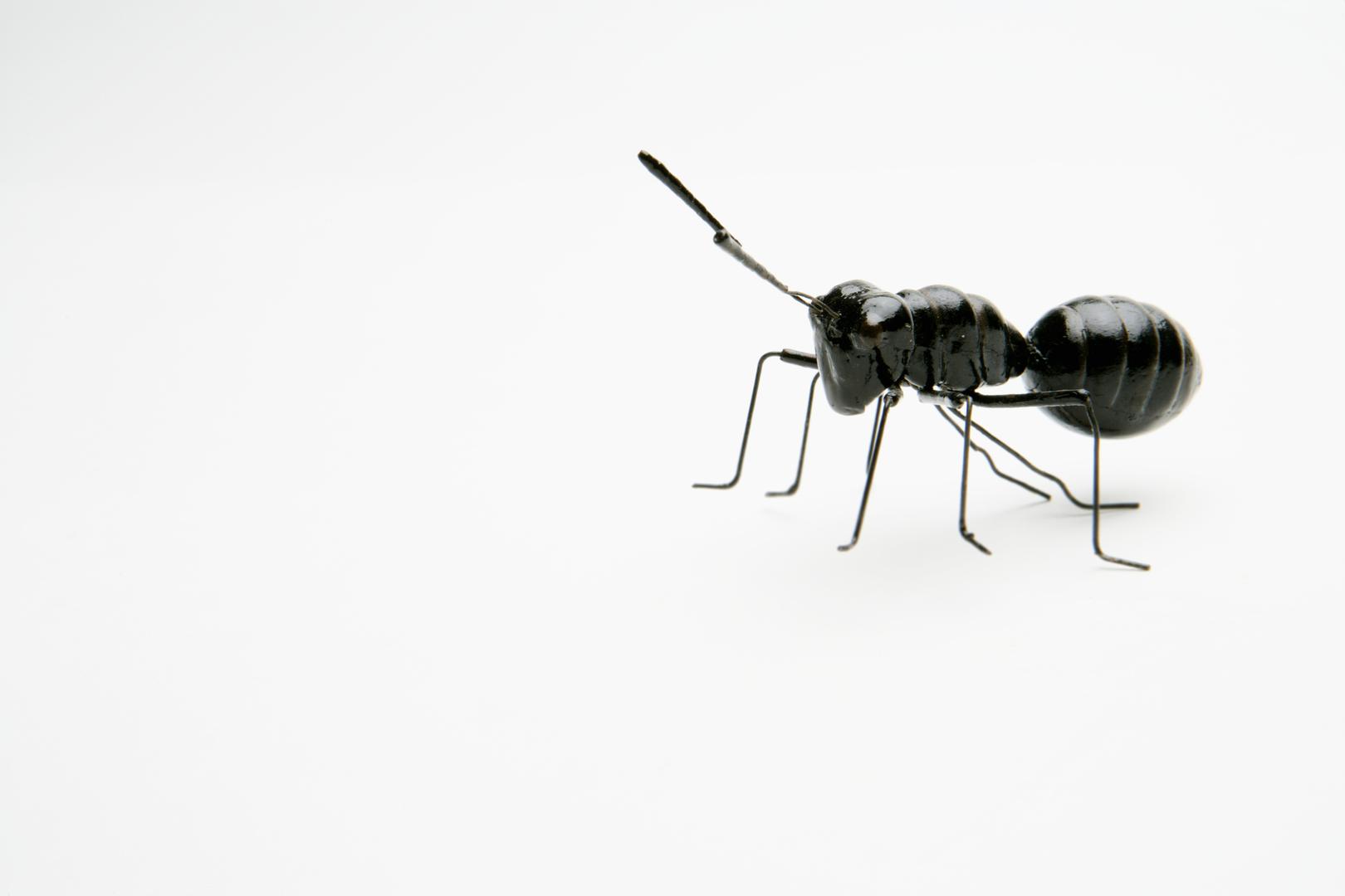 Mljeveni cimet možete posuti po ravnim površinama, ali ako ne želite raditi taj "nered", može poslužiti i štapić cimeta kod pukotina u zidu. Jednako će djelovati i kurkuma, čili, crvena paprika...