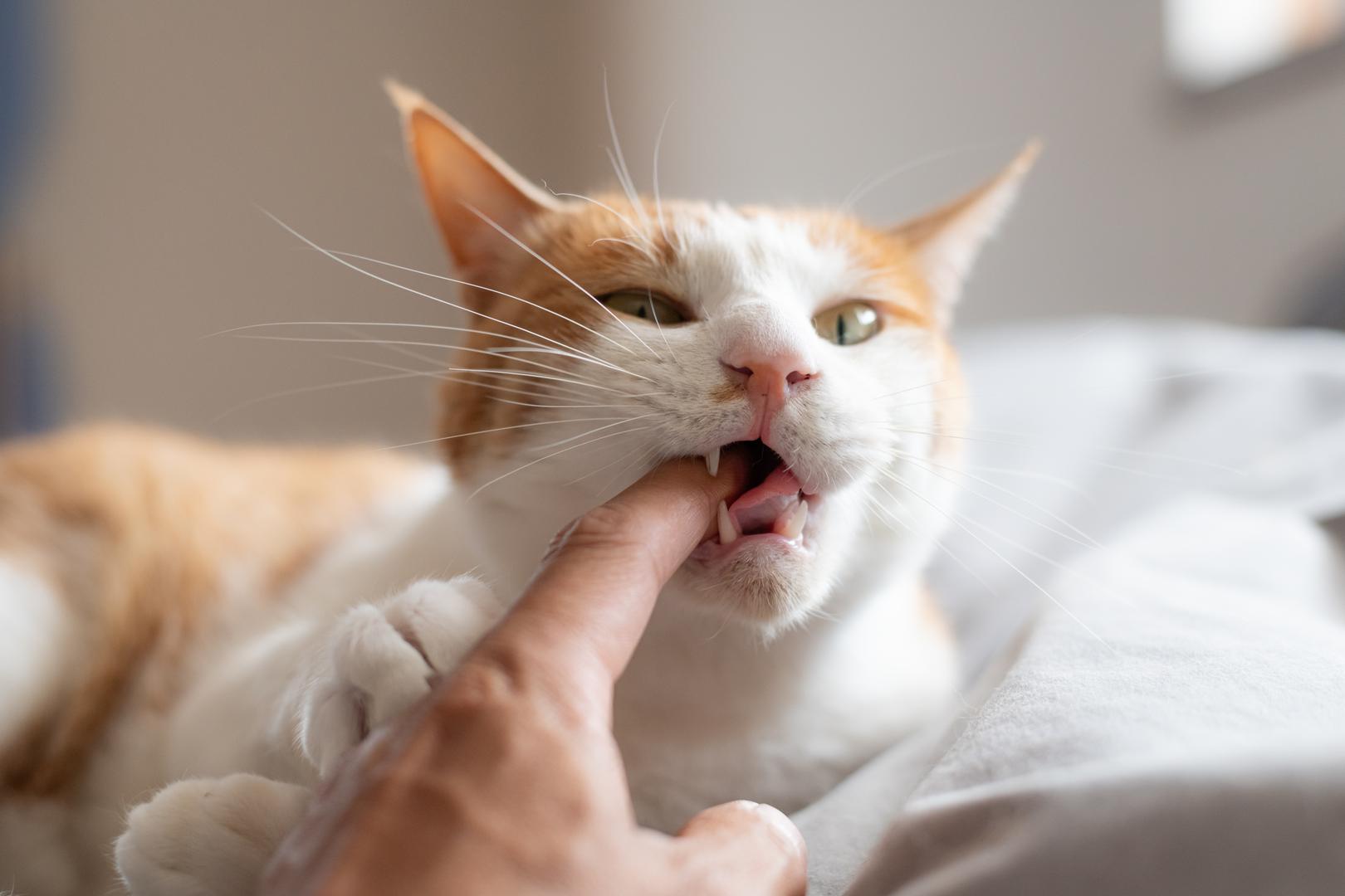 Dovođenje mačke u dom velika je obveza koja zahtijeva pažljivo razmatranje da bi se novi ljubimac integrirao u vaš način života. Da bi pomogao potencijalnim vlasnicima, veterinar je sastavio svojih pet najboljih prijedloga pasmina za one koji će po prvi put postati vlasnici mačke. Iako se razlike između pasmina mačaka mogu činiti manje izraženima od onih između pasa, i dalje postoji mnogo toga što treba uzeti u obzir pri odabiru savršene mačke za vaše okolnosti, piše Daily Express.