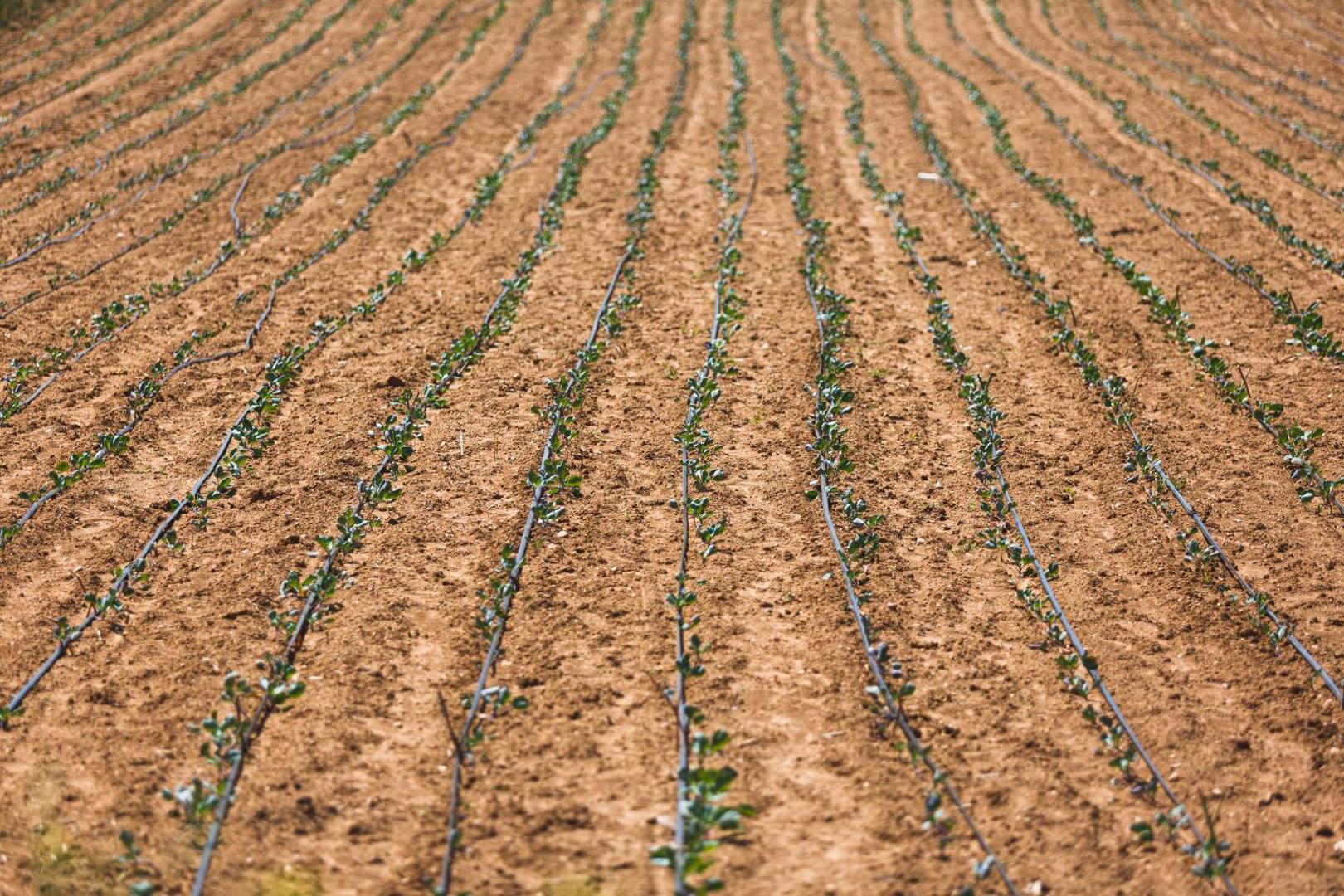 07.08.2020., Tinj - OPG Ante Peraic.   Photo: Marko Dimic/PIXSELL