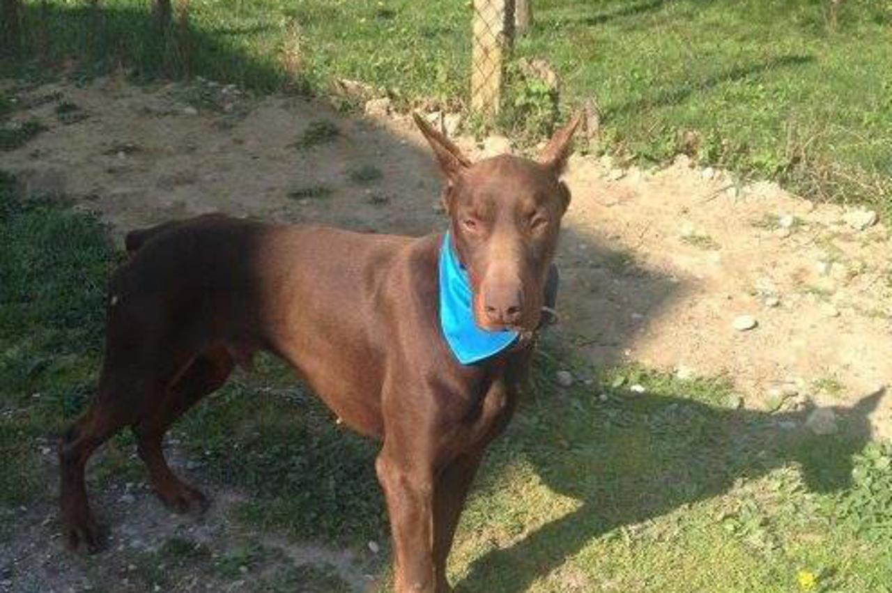 Doberman Fedor