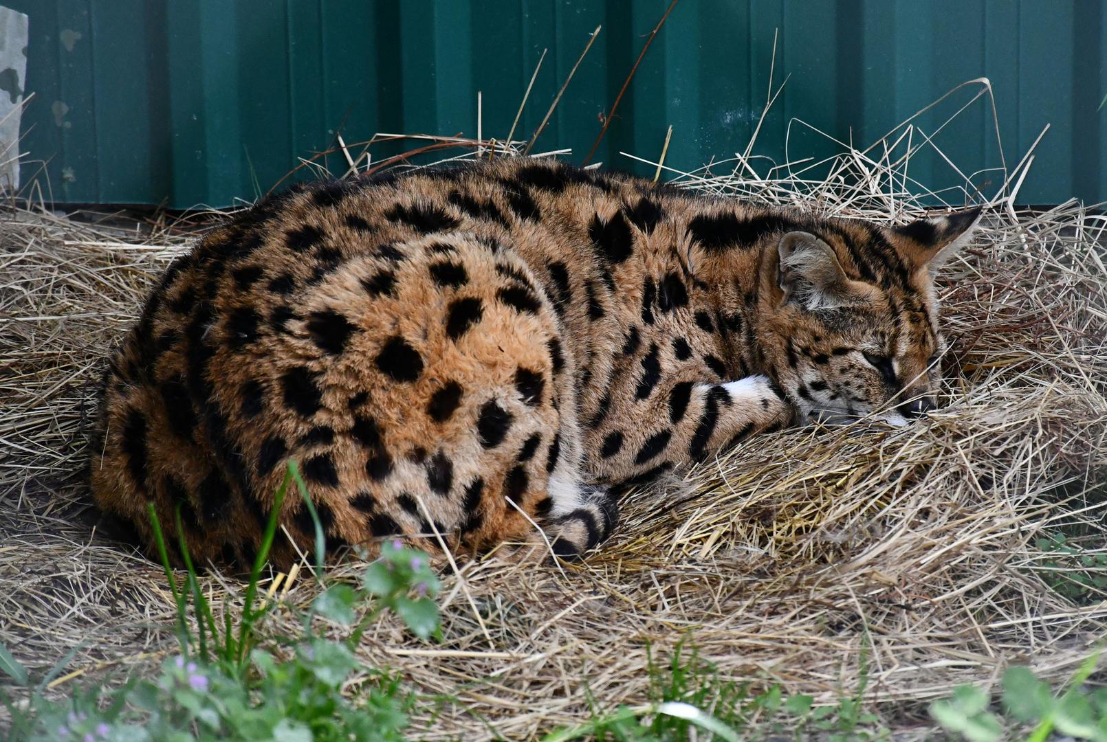 Africka mačka serval koja je početkom godine uhvaćena u Gorskom Kotaru dobila je novu nastambu u azilu za životinje u Ruščici.  Miša uživa u hotelu s pet zvjezdica, tako kaže Mirko Milec, vlasnik ZOO-a.

