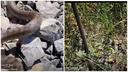 Croatia: Rescued Snake's Persistent Return Becomes Viral Hit