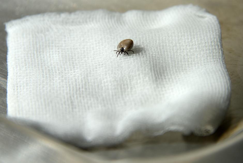 Pula: Prolje?e je vrijeme krpelja