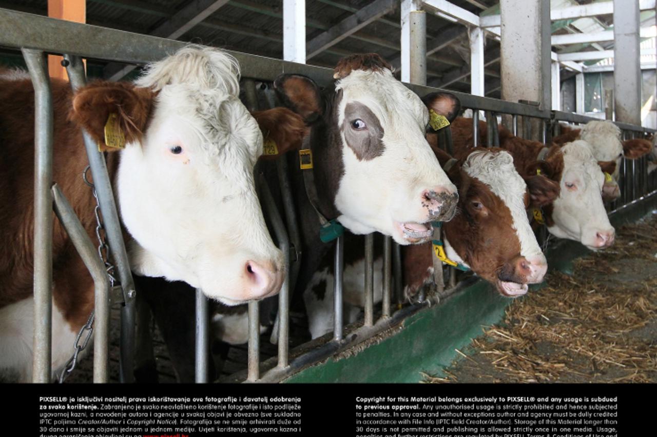 '27.03.2013., Milicani - Nikola Pajek na svojoj farmi ima 50-ak krava muzara pasmine Simental. Osim mlijeka proizvodi i mlijecne proizvode, odnosno razne vrste sira, te vrhnje.  Photo: Marijan Susenj/