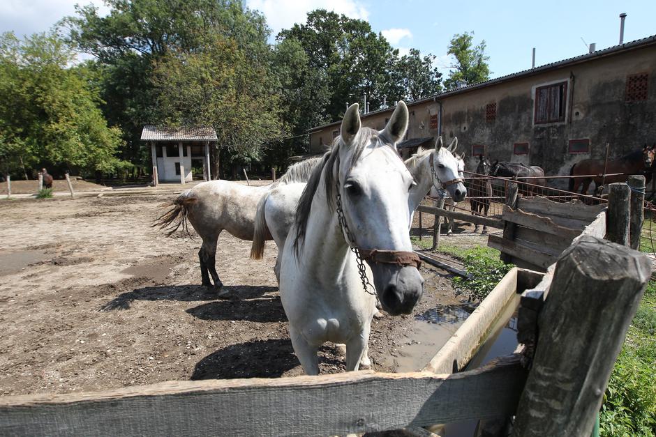 Odjel za proizvodnju antiseruma i uzgoj pokusnih životinja Imunološkog zavoda