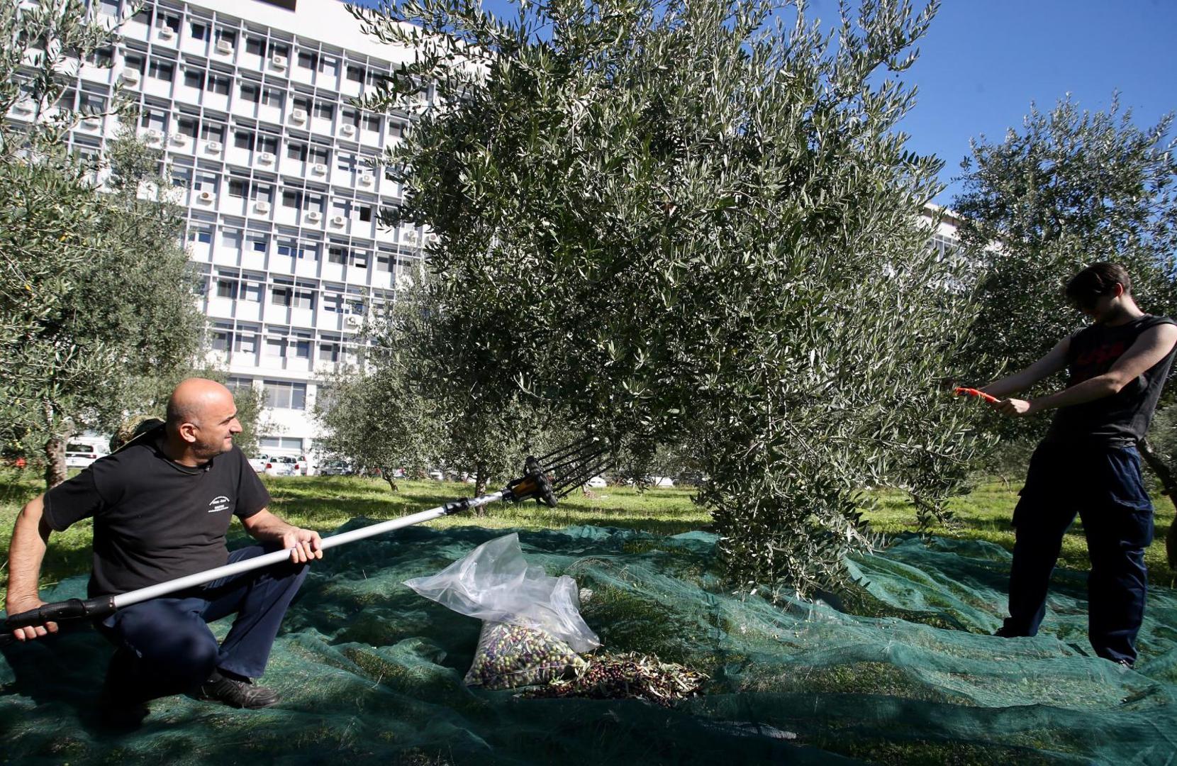 22.10.2020., Split - Branitelji i ove godine u akciji branja maslina ispred bolnice Krizine. Photo: Ivo Cagalj/PIXSELL