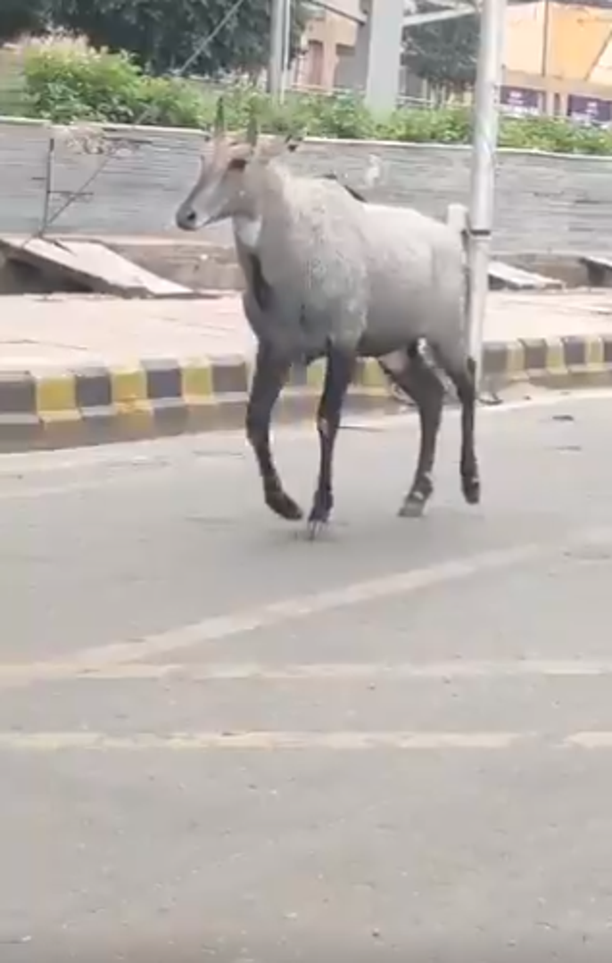Modra antilopa trčala je ulicama grada Noida u Indiji te oduševljavala prolaznike.