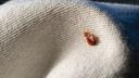 Bedbugs can appear out of nowhere: Here's how to recognize them and get rid of them