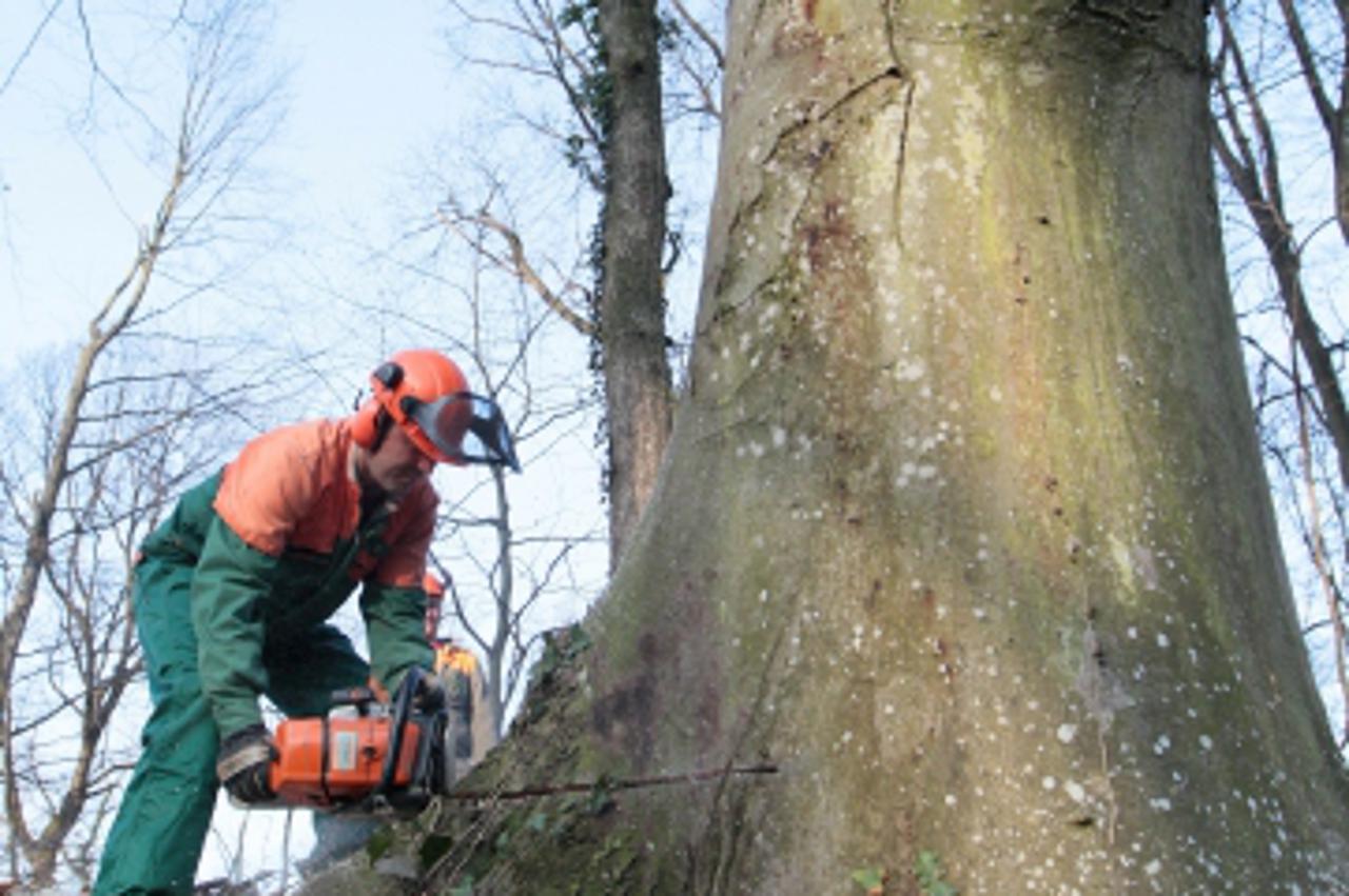 '15.03.2012., Koprivnica - Radnici koprivnicke ispostave Hrvatskih suma ruse stabla u sumi pored prigradskog naselja Jagnjedovec, izvlace iz sume, procjenjuju vrijednost drveta, tovare ga na kamione i