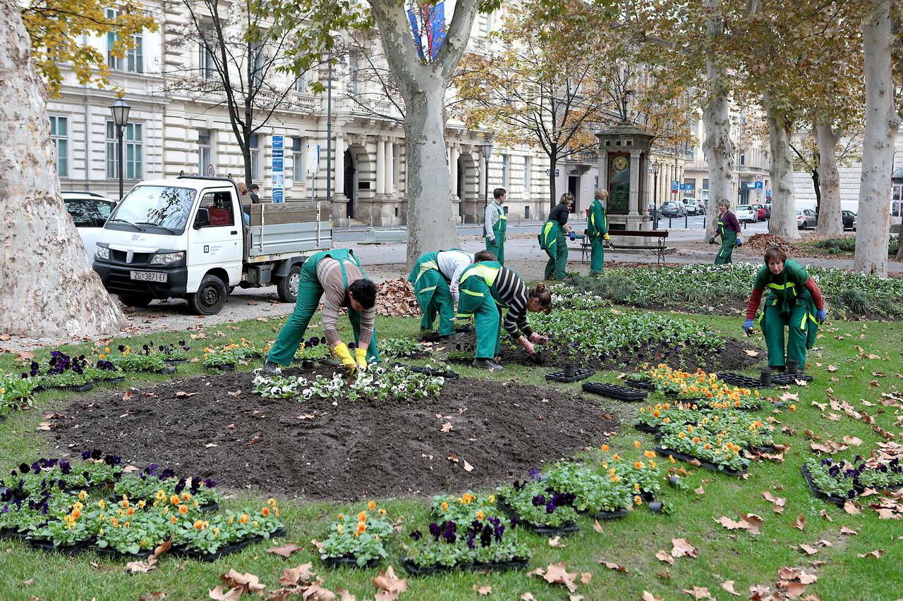 10.11.2014., Zagreb - Na Zrinjevcu su u tijeku radovi na pripremi parka za zimu. Obrezuju se suhe grane i sadi cvijece koje moze izdrzati zimske uvjete.  Photo: Patrik Macek/PIXSELL