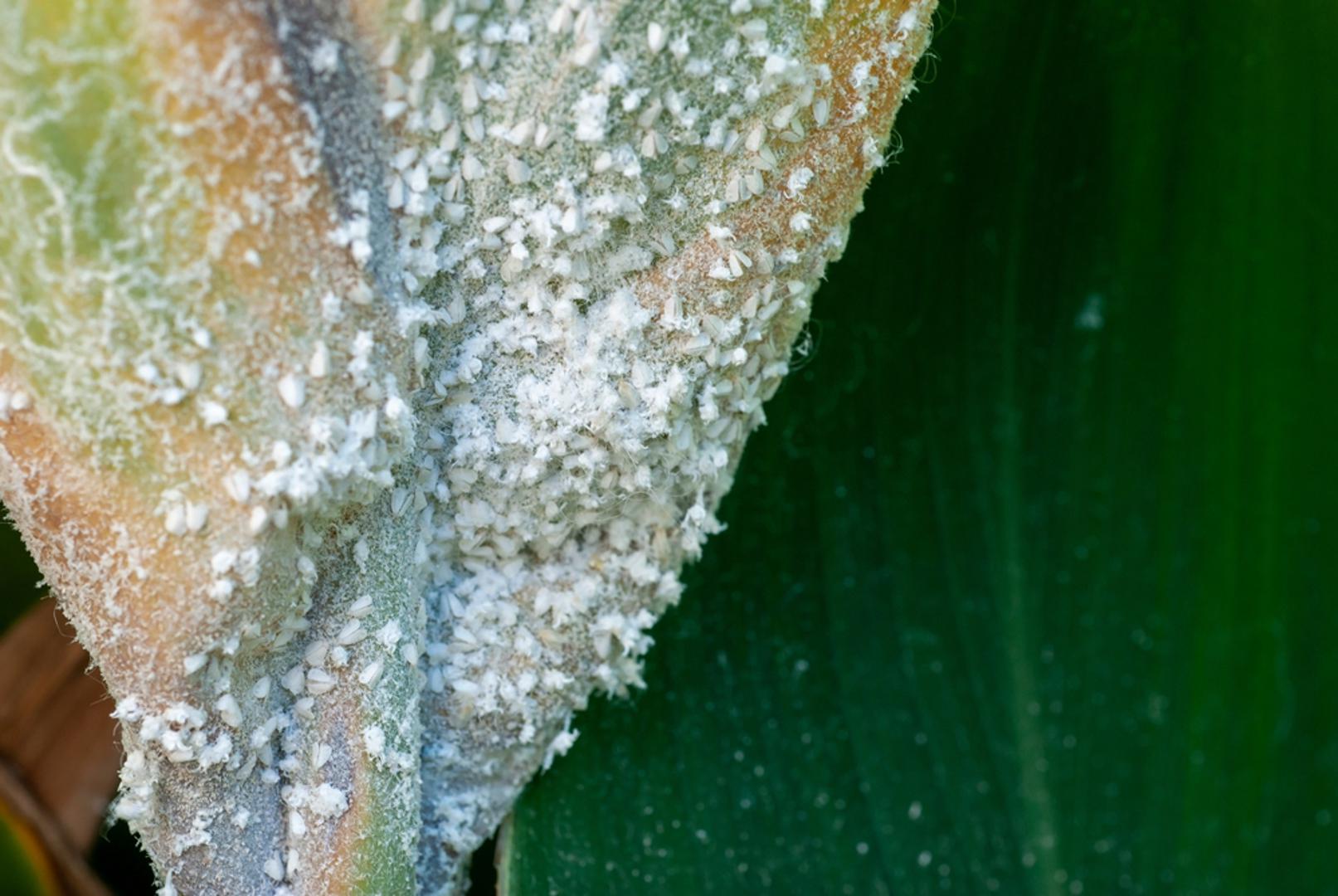 Bijela mušica: Bijela mušica sitan je leteći nametnik koji se često skriva s donje strane listova, osobito na rajčici, kupusnjačama i drugim osjetljivim kulturama. Hraneći se biljnim sokovima, slabi biljku, a može pridonijeti i razvoju bolesti. U borbi protiv nje pomažu žute ljepljive ploče, redovito pregledavanje biljaka i uklanjanje jače zaraženih listova.