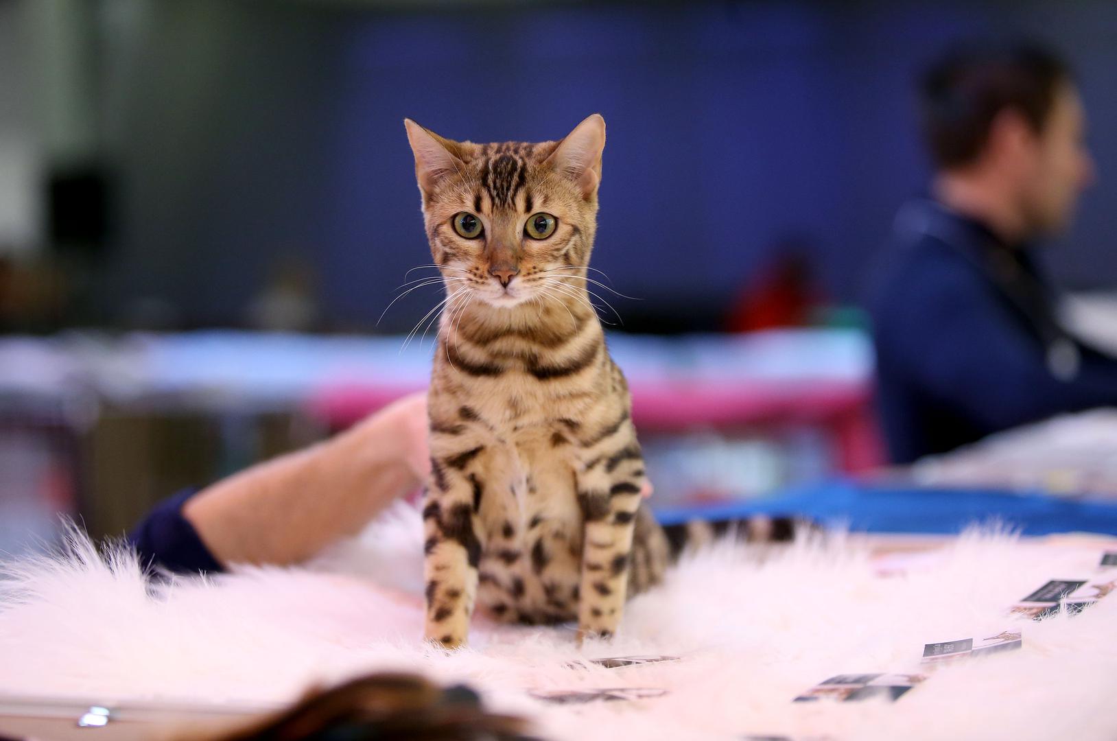 Tu je i tigrasta bengalska mačka, poznata po svojoj ljepoti koja mijauče na samo sebi svojstven način, a poseban je slučaj sfinks, mačka koja nema dlake ni brkova i koja se zbog toga mora čuvati od prevelikog izlaganja suncu.