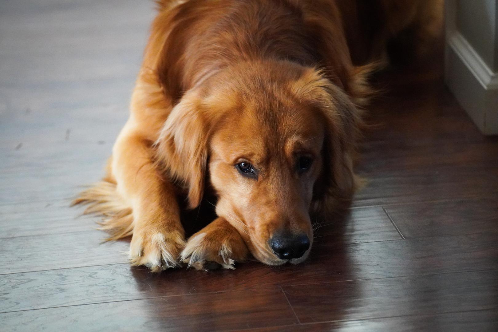3. Kašalj, kihanje i curenje nosa: Da, psi također mogu imati simptome slične prehladi. Ako primijetite da pas češće kiše, kašlje ili mu curi nos, moguće je da reagira na pelud ili druge alergene u zraku. Nosna šupljina postaje nadražena – baš kao i kod ljudi s peludnom groznicom.