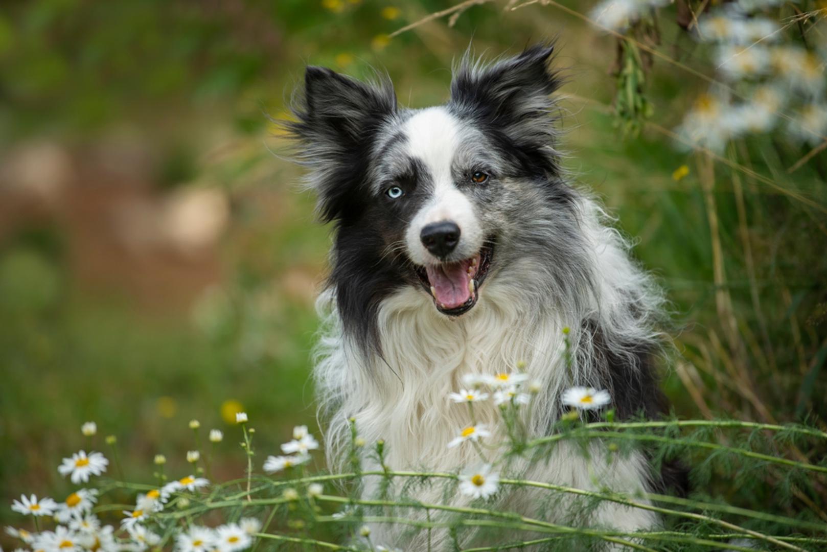 Border Collie: Jedna od najinteligentnijih pasmina na svijetu, a poznati su i po dobroj fizičkoj kondiciji i izdržljivosti. Vrlo su energični, brzo uče i najbolje funkcioniraju uz vlasnike koji im mogu pružiti puno aktivnosti i mentalne stimulacije. Zahvaljujući aktivnom načinu života često ostaju u dobroj formi tijekom cijelog života, iako kod nekih pasa mogu postojati problemi s kukovima, očima ili epilepsijom. Prosječni životni vijek border collija kreće se između 12 i 15 godina. 