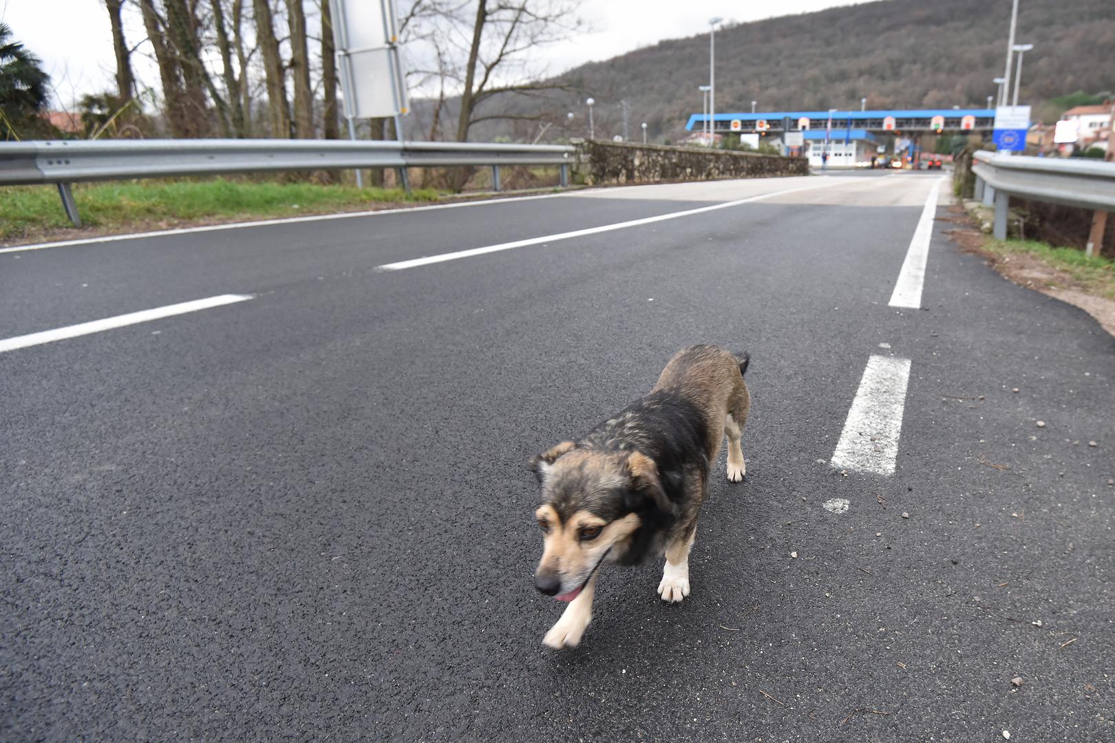 Ovaj pas mješanac iz Slovenije svaki dan preko graničnog prijelaza Plovanija uđe u Hrvatsku i nakon jednosatne šetnje se vrati u Sloveniju.