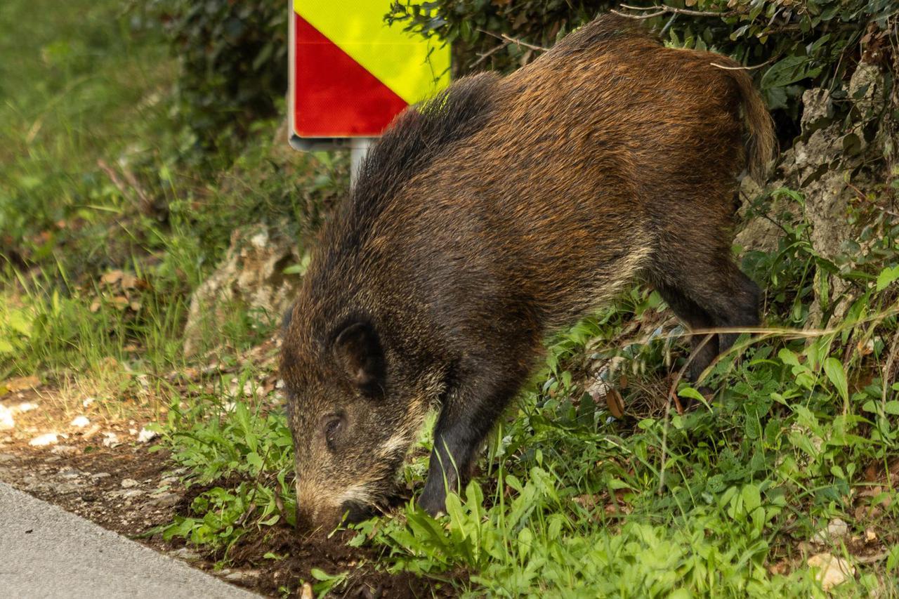 Broj divljih svinja u Istri i dalje raste, danas su šetale uz cestu nedaleko od Pule