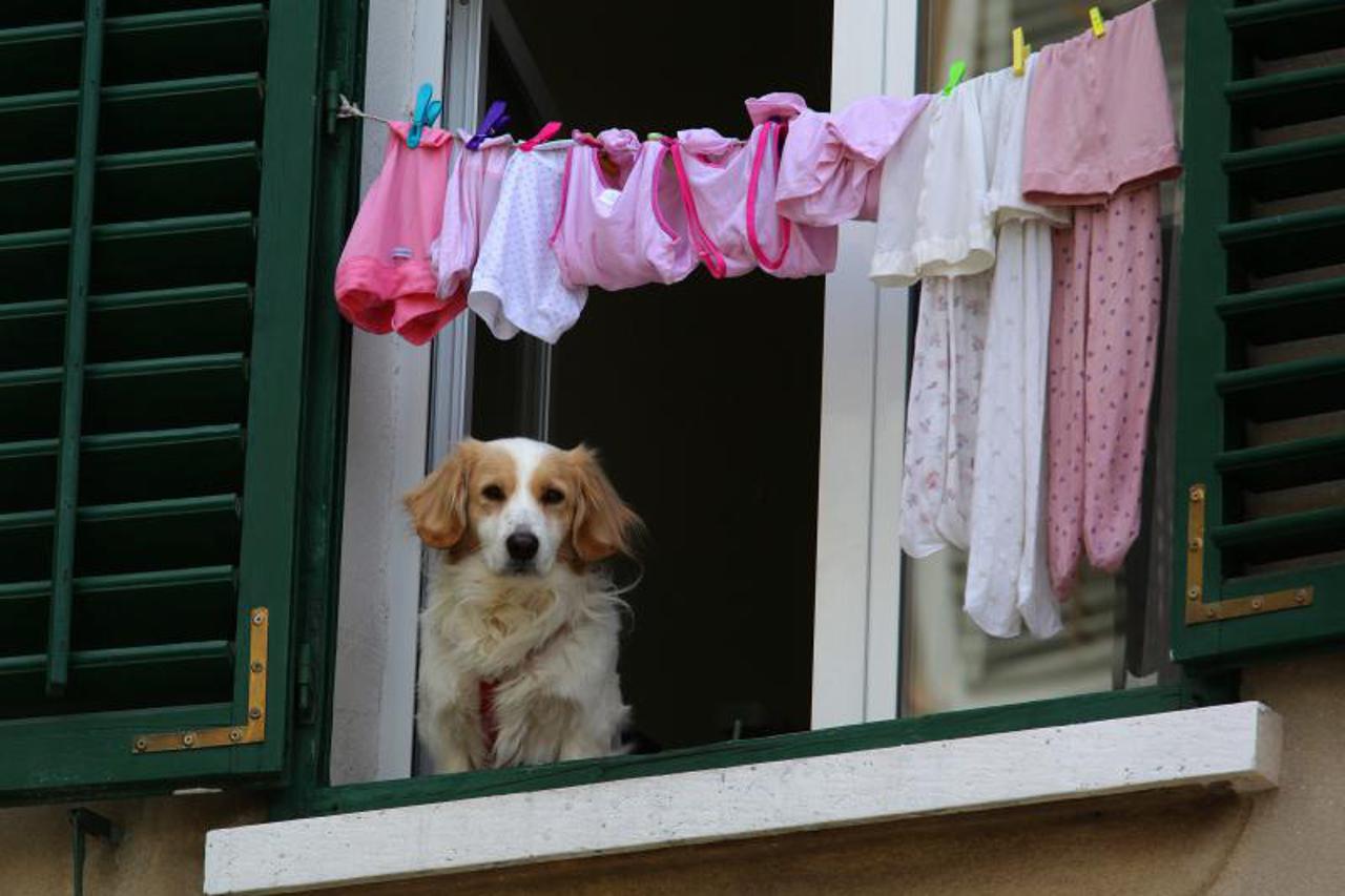rublje, sušenje rublja, pas, prozor (1)
