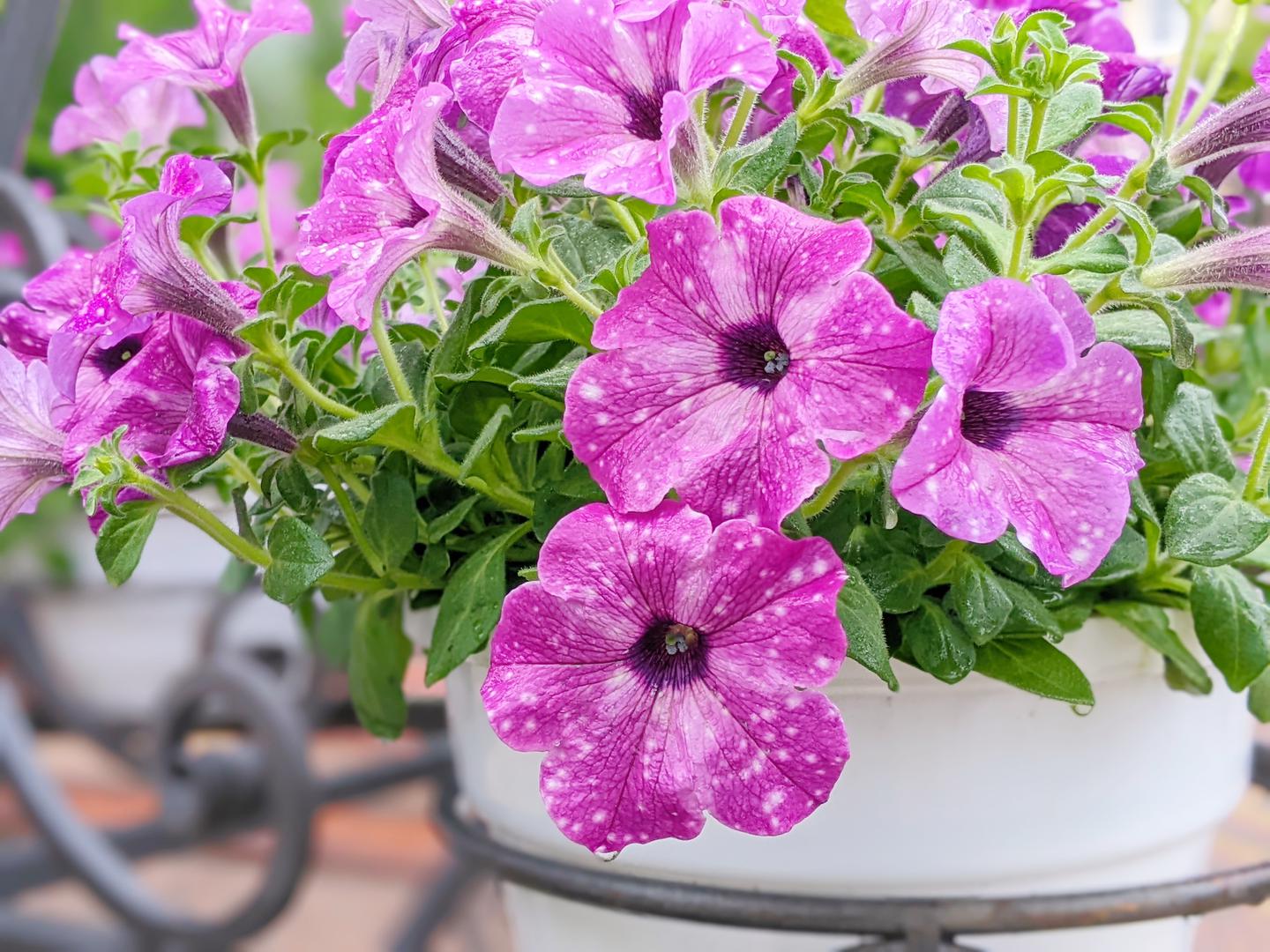 Petunije: Petunije su klasičan izbor za viseće košare, a u travnju se mogu posaditi u zatvorenom prostoru ili pod zaklonom da bi biljke bile snažne i dobro razvijene do trenutka kada prođe opasnost od mraza. Zbog svog visećeg rasta idealne su za efektno prelijevanje preko rubova košara. Iako su petunije vizualno vrlo privlačne, ne smatraju se osobito pogodnima za oprašivače. Mnoge sorte, osobito hibridi, uzgajane su tako da sadrže manje peludi i nektara, što ih čini manje privlačnima pčelama i leptirima.