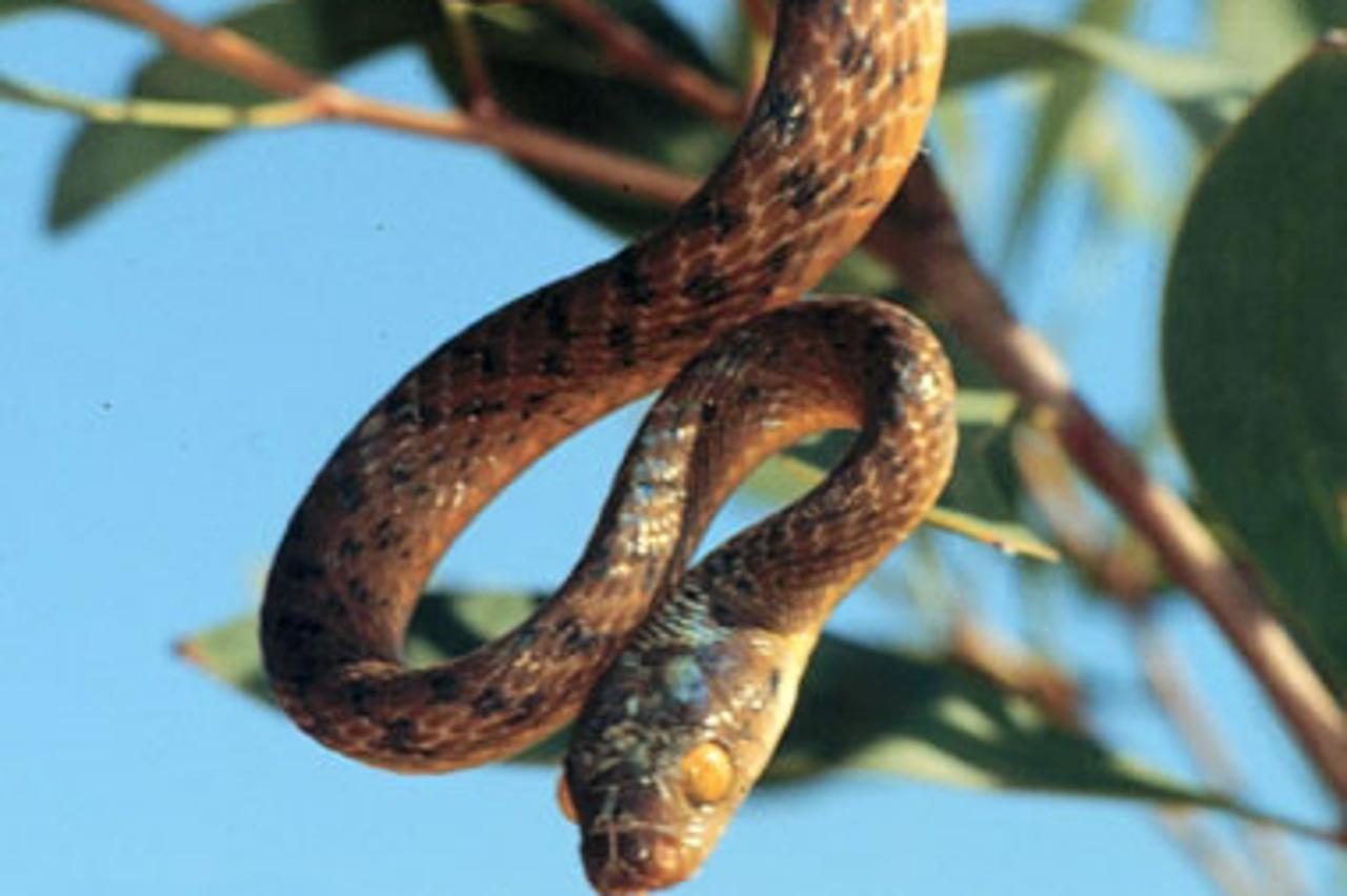 \'zmija_NNN_OBZ_030211\'