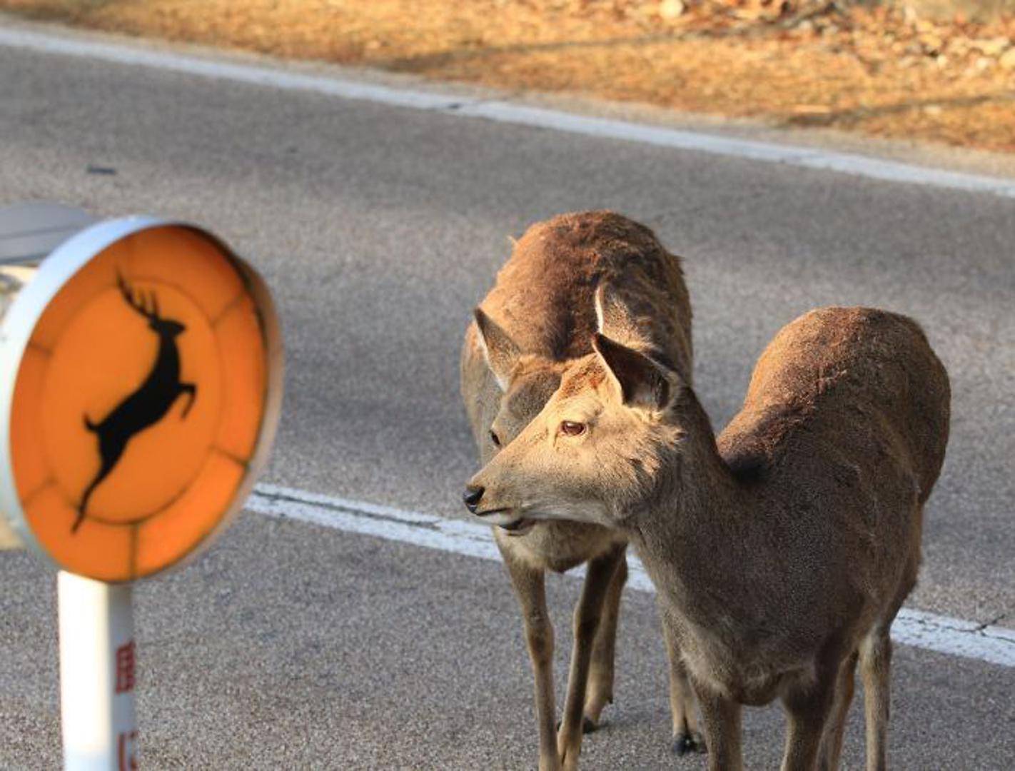 Srećom pa postoji znak koji ukazuje da je ovo mjesto gdje bi jelen mogao smetati prometu, kojeg trenutno ni nema.
