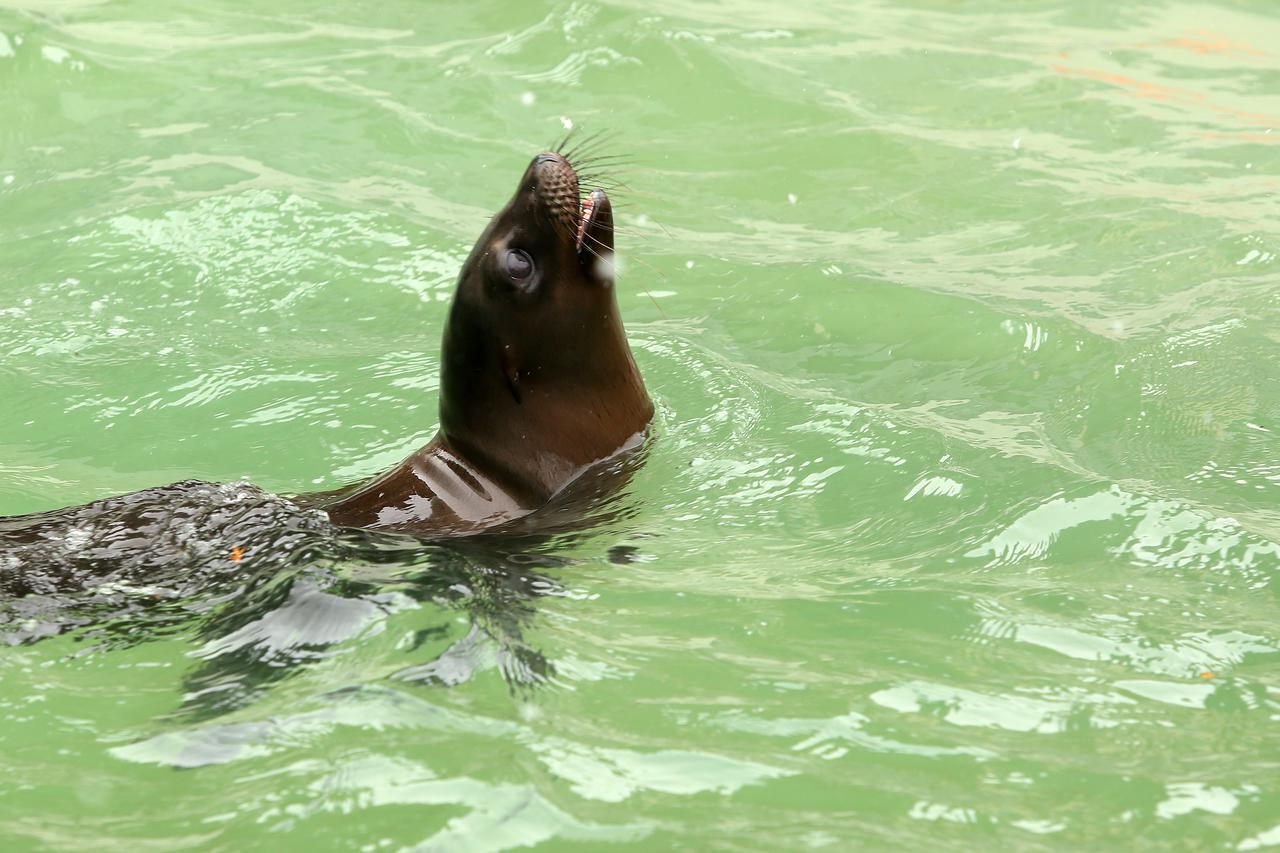 Pelikani u zagrebačkog ZOO-u