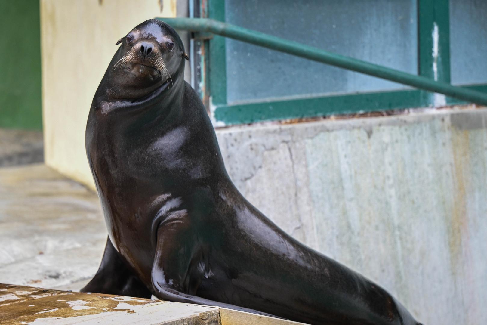 Podsjetimo, Zoološki vrt Grada Zagreba otvoren je svakodnevno, pa tako i na Uskrs i Uskrsni ponedjeljak, od devet do 19 sati. Ulazak je moguć do 18 sati kada se zatvaraju blagajne.