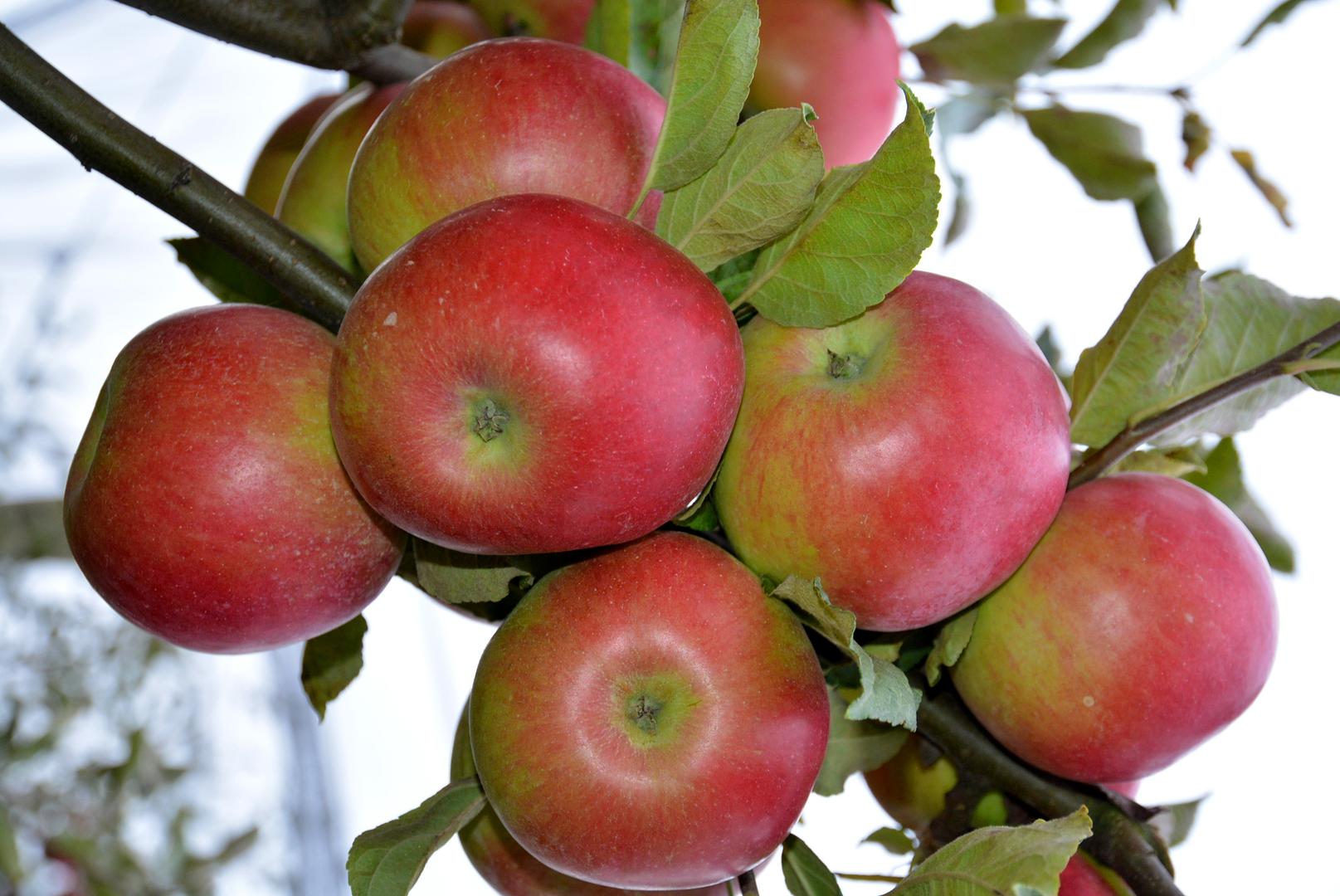 Jabuke su dobre i za zdravlje srca, povezanu su sa smanjenim rizikom od dijabetesa, učinkovito djeluju na zdravlje kostiju te štite mozak od starenja.