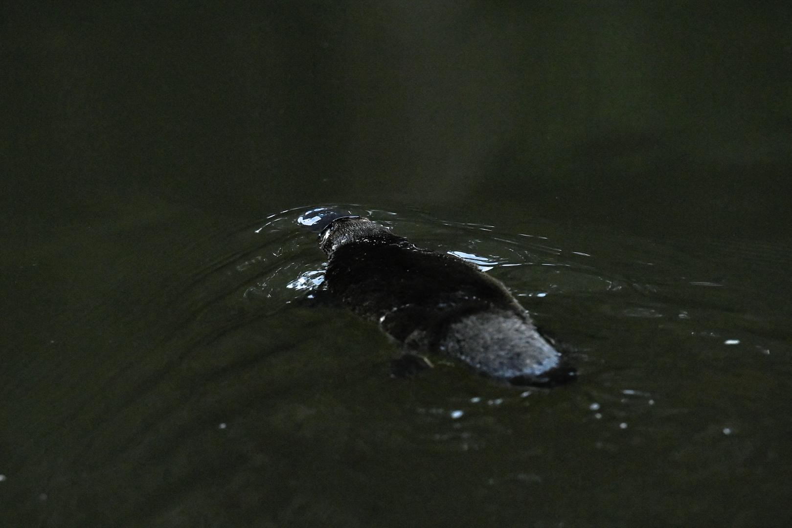 A platypus swims in the Hacking River after being released by Scientists back into Sydney's Royal National Park for the first time in over fifty years, in Sydney, Australia, May 12, 2023.  REUTERS/Jaimi Joy Photo: JAIMI JOY/REUTERS