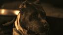 Pit bull fatally mauls 4-year-old girl; mother's photo shared days earlier now chilling