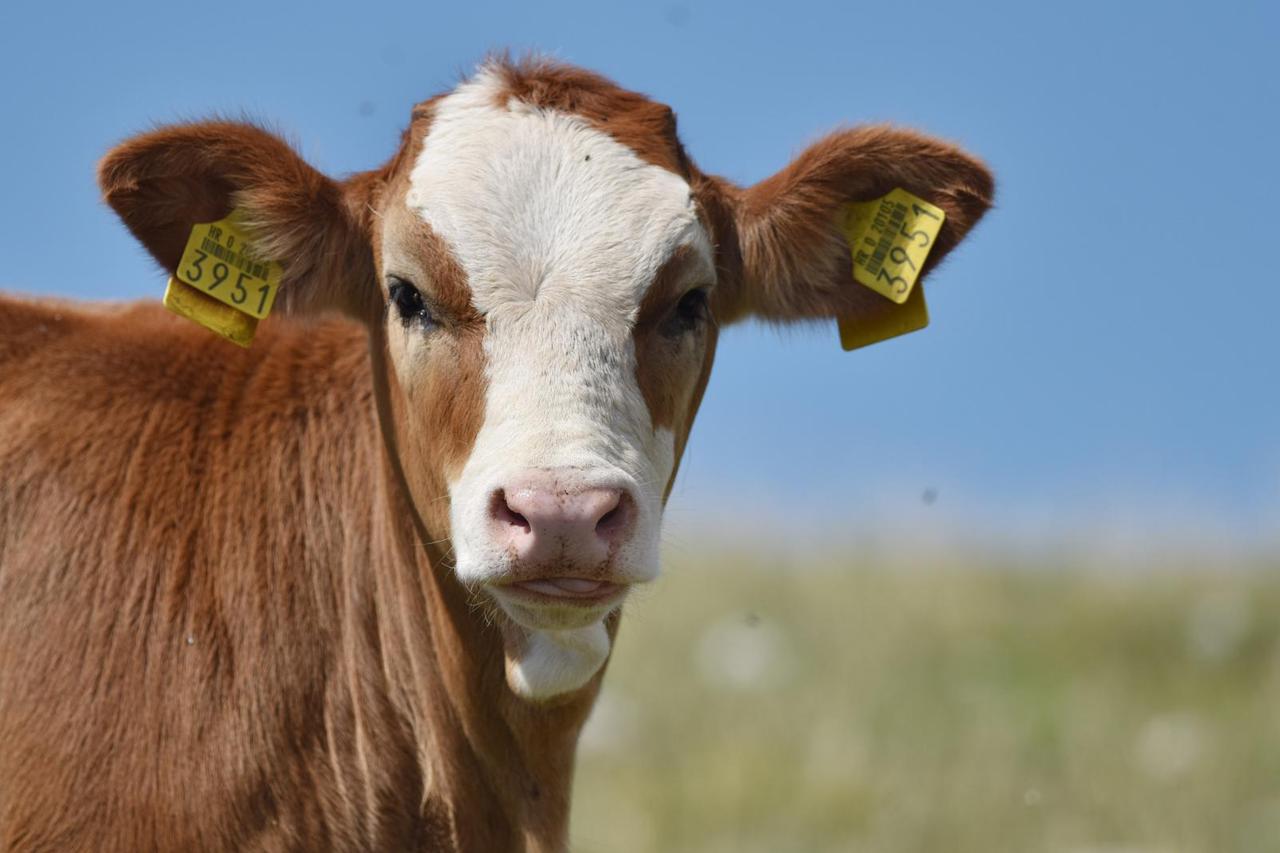 Krave na ispaši na vrhu planine Svilaje