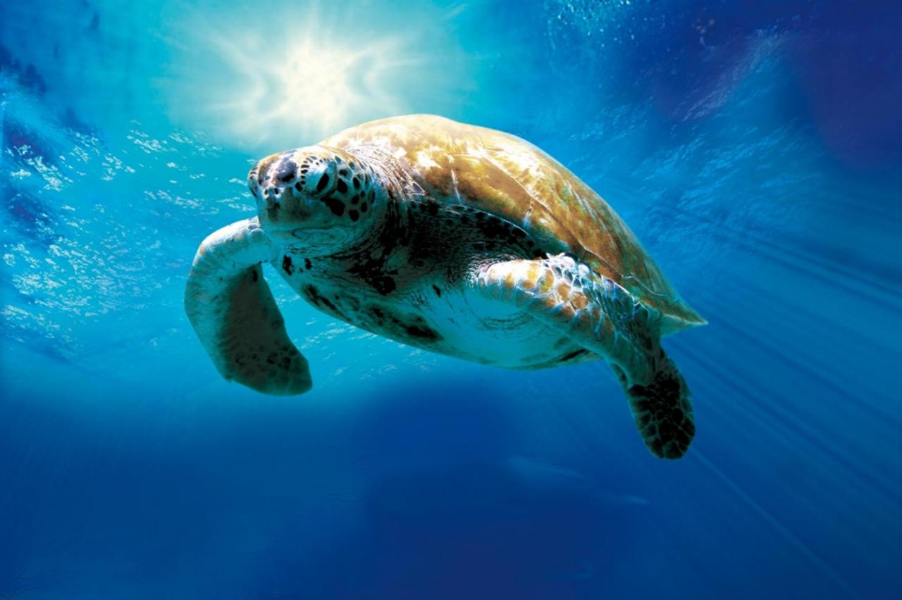 Kornjača - Nevjerojatno putovanje