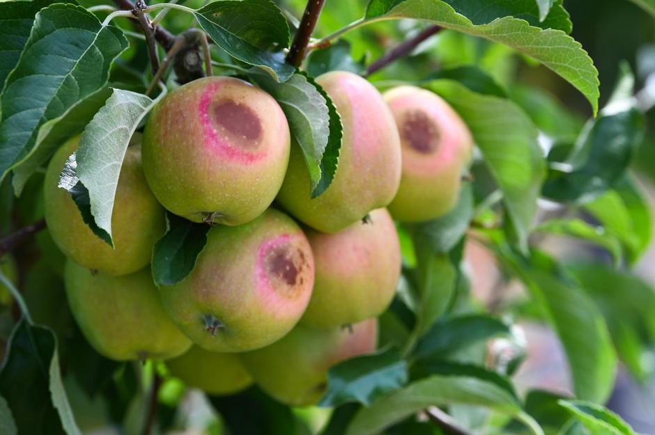 Less fruit due to heat damage