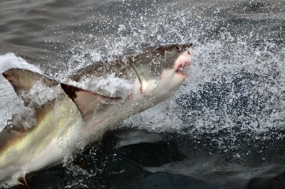 White Shark