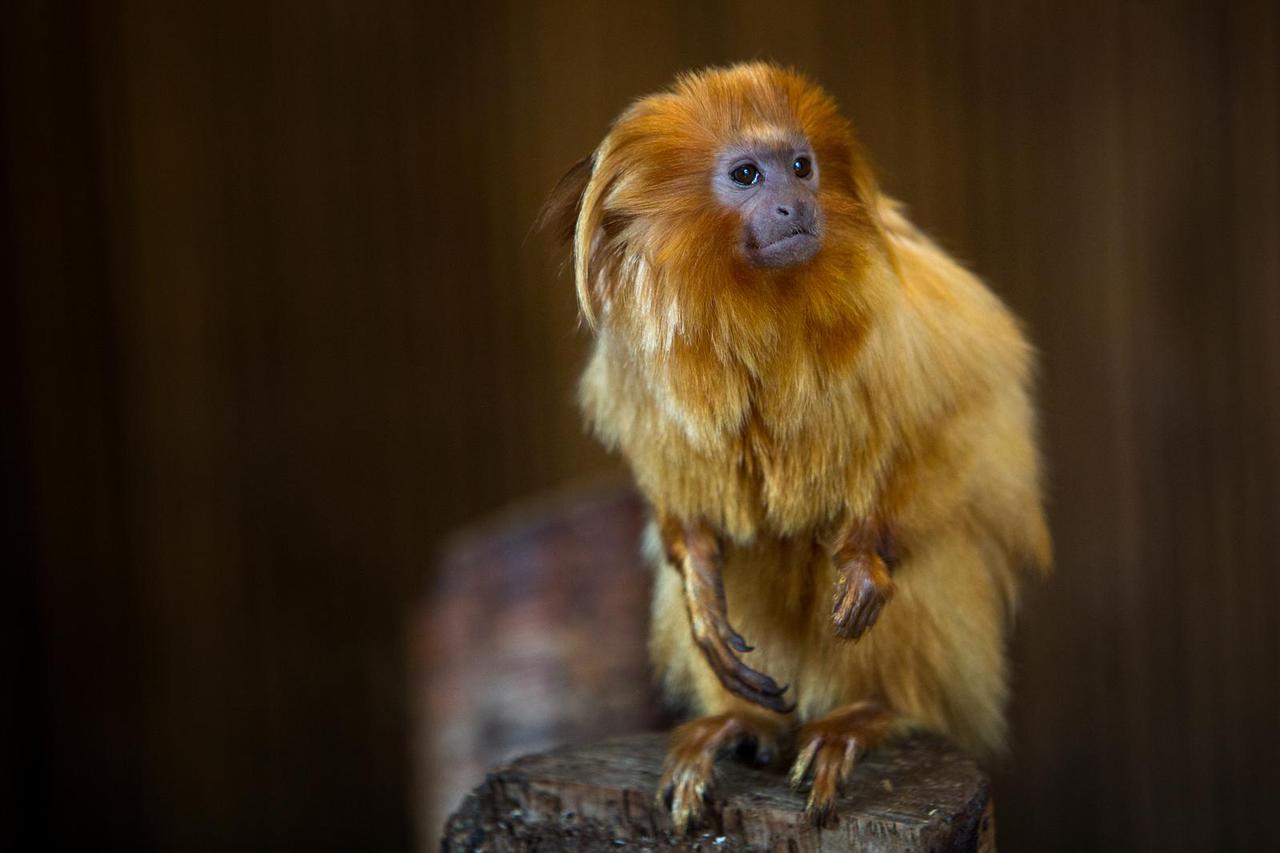 Zoološki vrt u Birminghamu