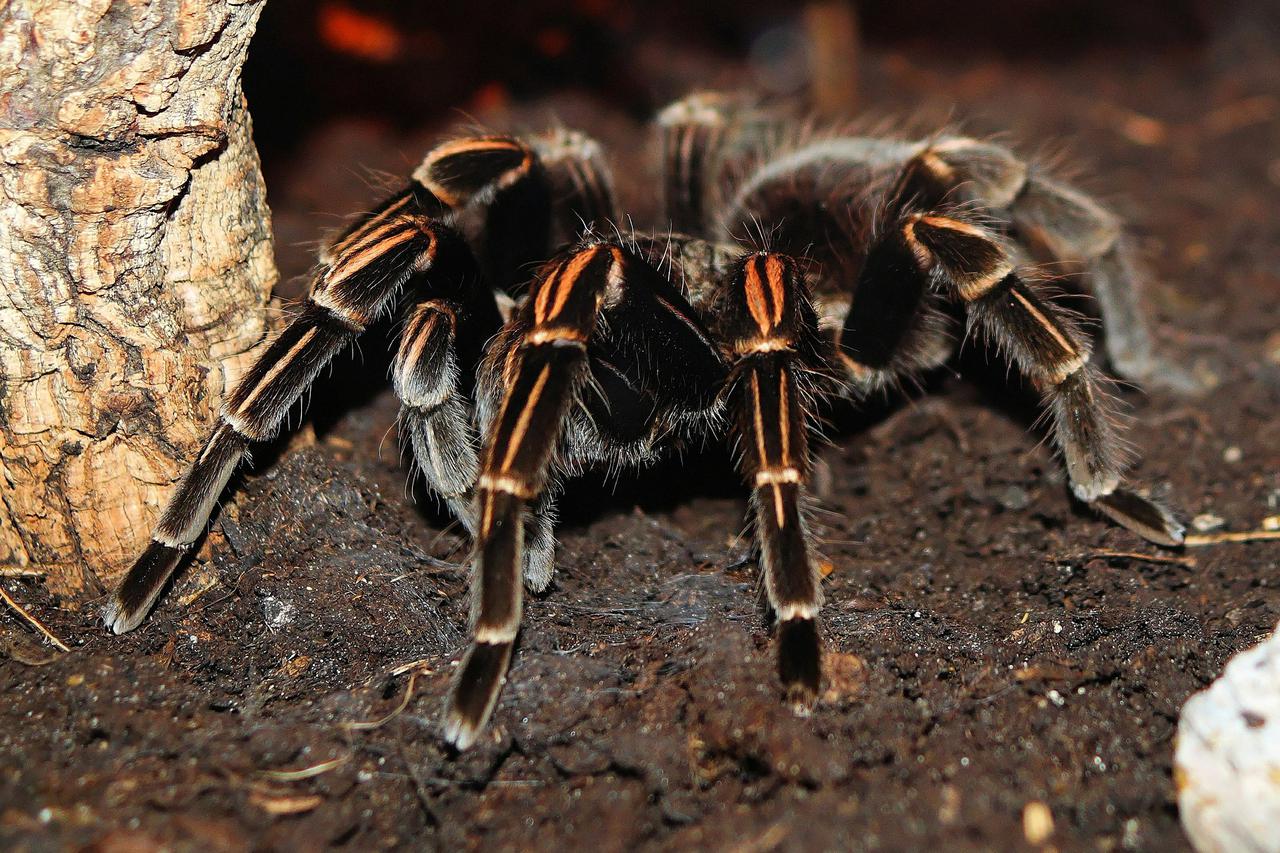 Tarantula