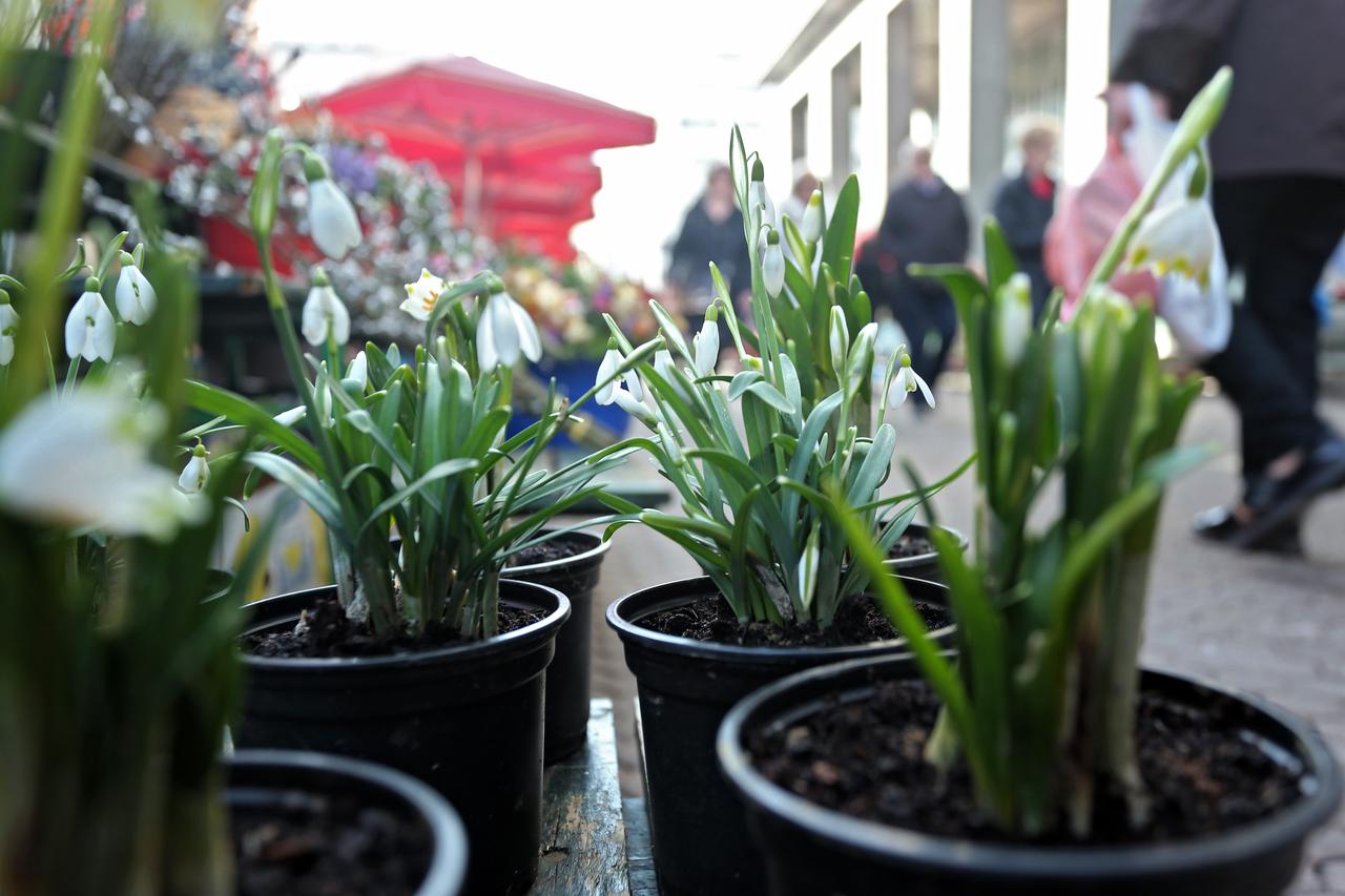 Zagreb: Visibabe su ve? u prodaji? Za samo deset kuna unesite u svoj dom prolje?e