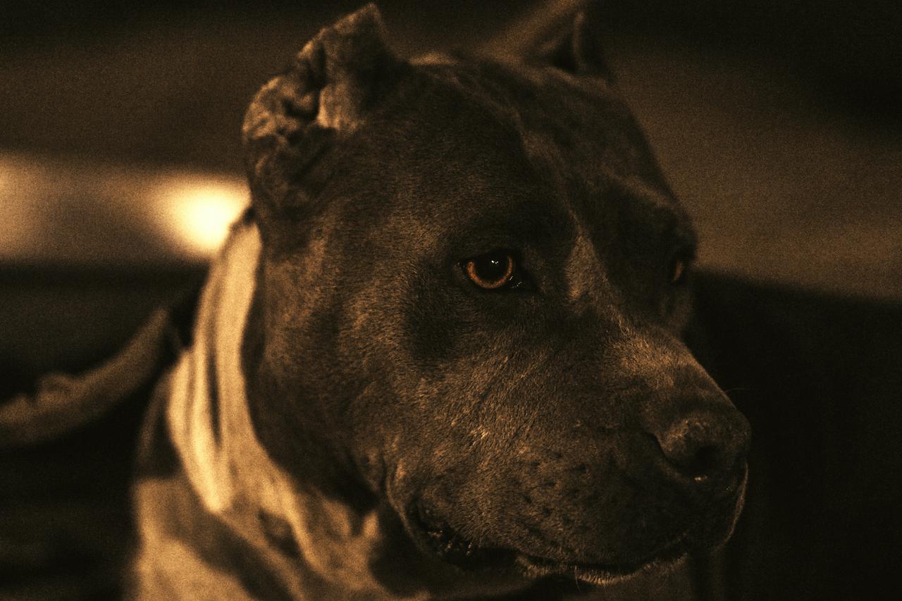 Pitbull