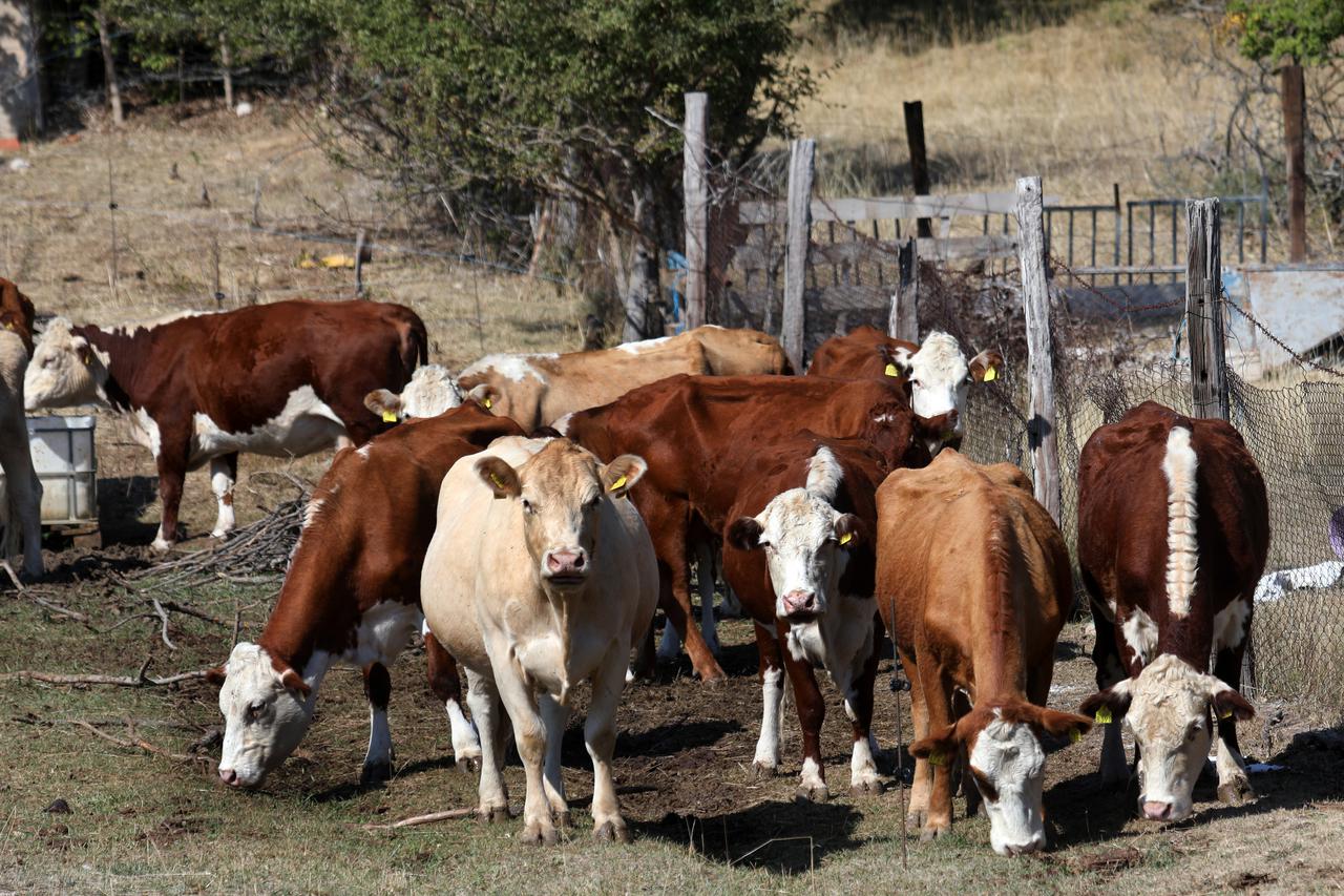 Krave i telad na ispaši u okolici Šibenika