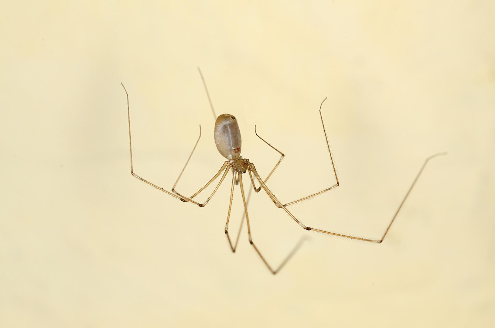 Dugonogi pauci - Žive u 84 posto domova, a obožavaju kutove u vašim prostorijama.