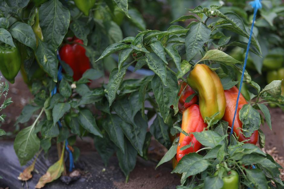 Krasno: OPG Samaržija bavi se ovčarstvom, govedarstvom i povrtlarstvom