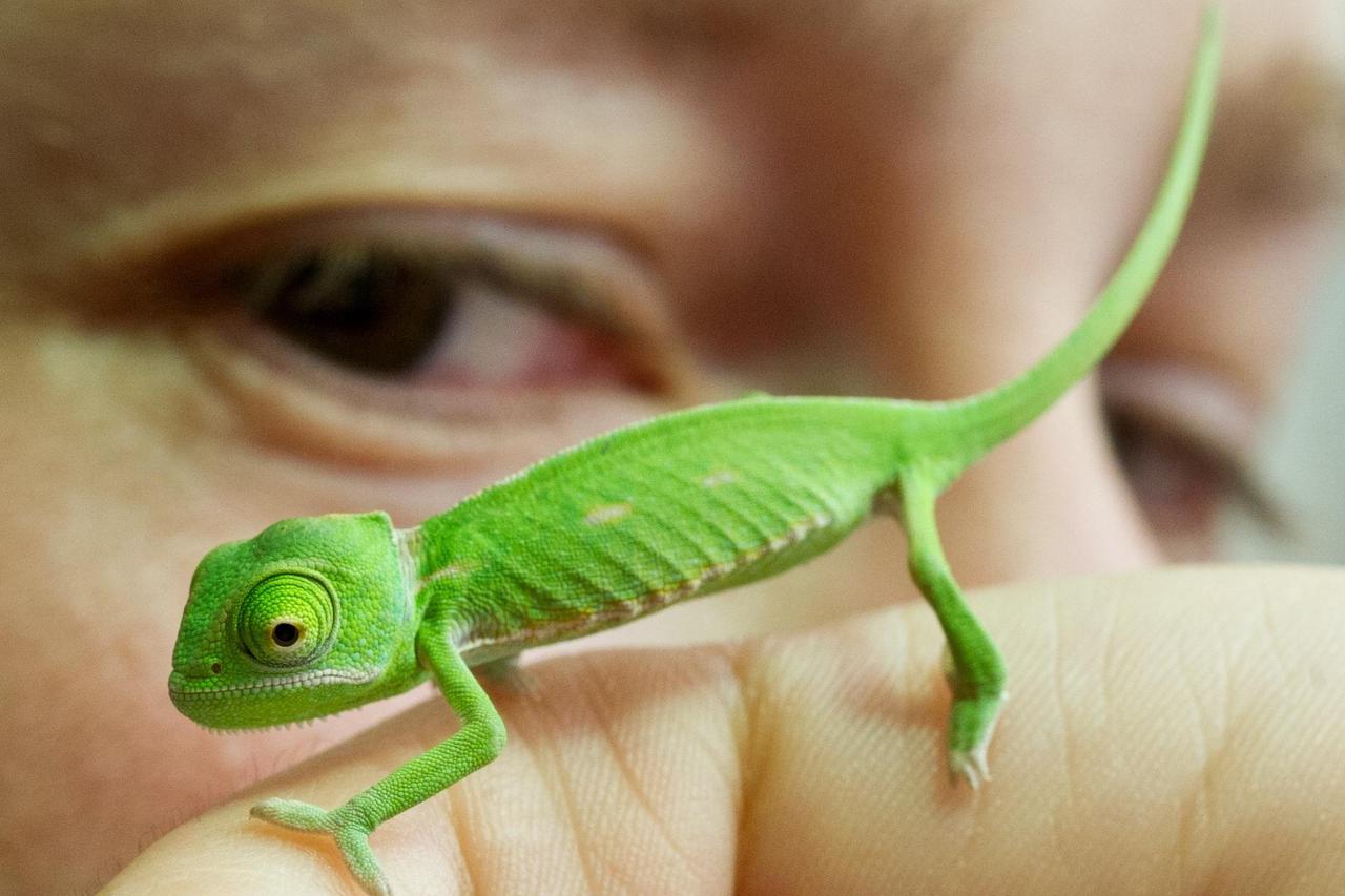 kameleon