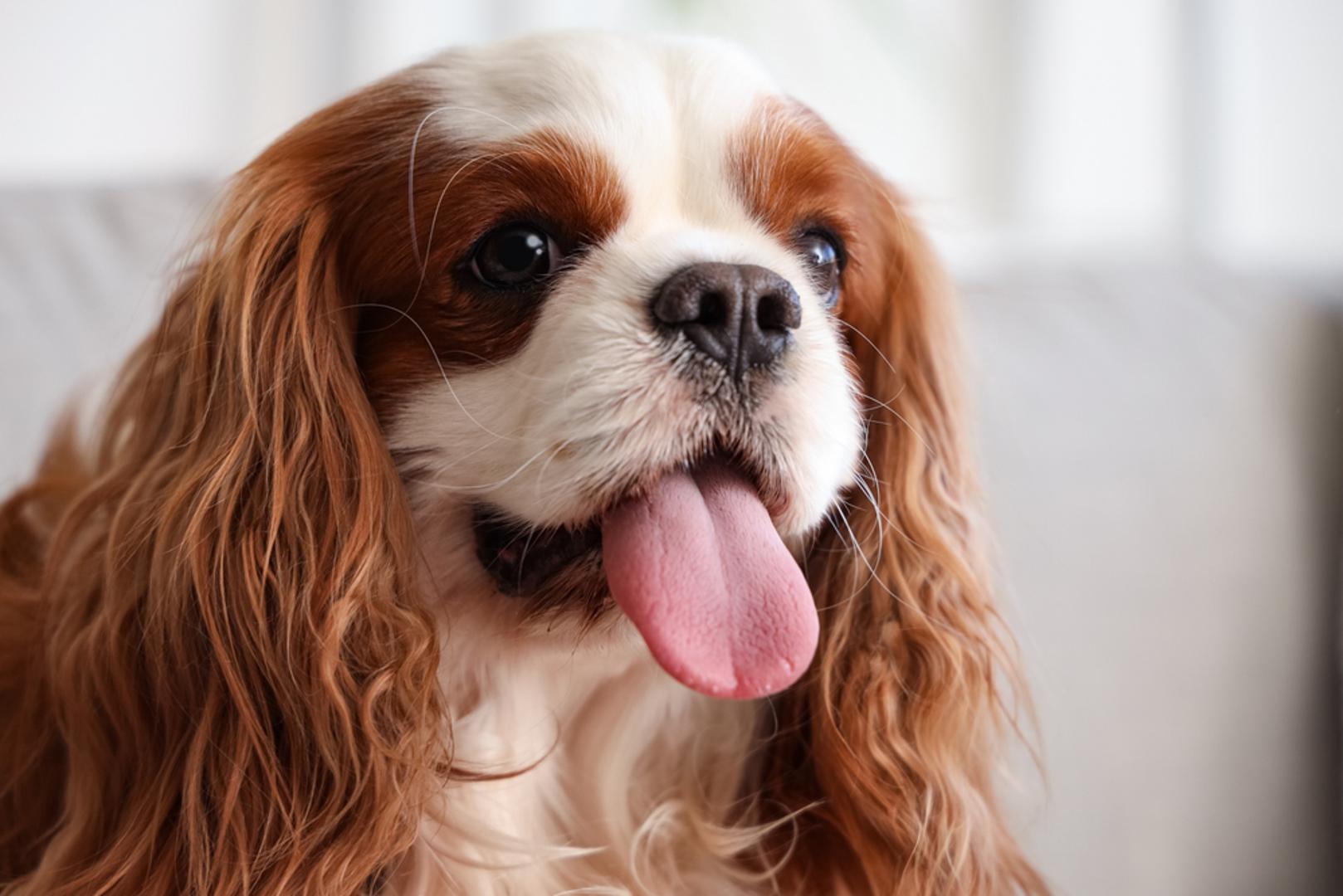 Cavalier King Charles Spaniel: Ime ove pasmine veže se uz britansku kraljevsku povijest, a mnogi primjerci iz odgovornog uzgoja mogu se naći po 'normalnim' cijenama. Ipak, psi uzgojeni prema pravilima tzv. premium selekcije mogu biti znatno skuplji. Razlog su brojni zdravstveni testovi roditelja, tipičan izgled te činjenica da se takvi uzgojni psi u pravilu uključuju u uzgoj tek nakon 2,5 godine.