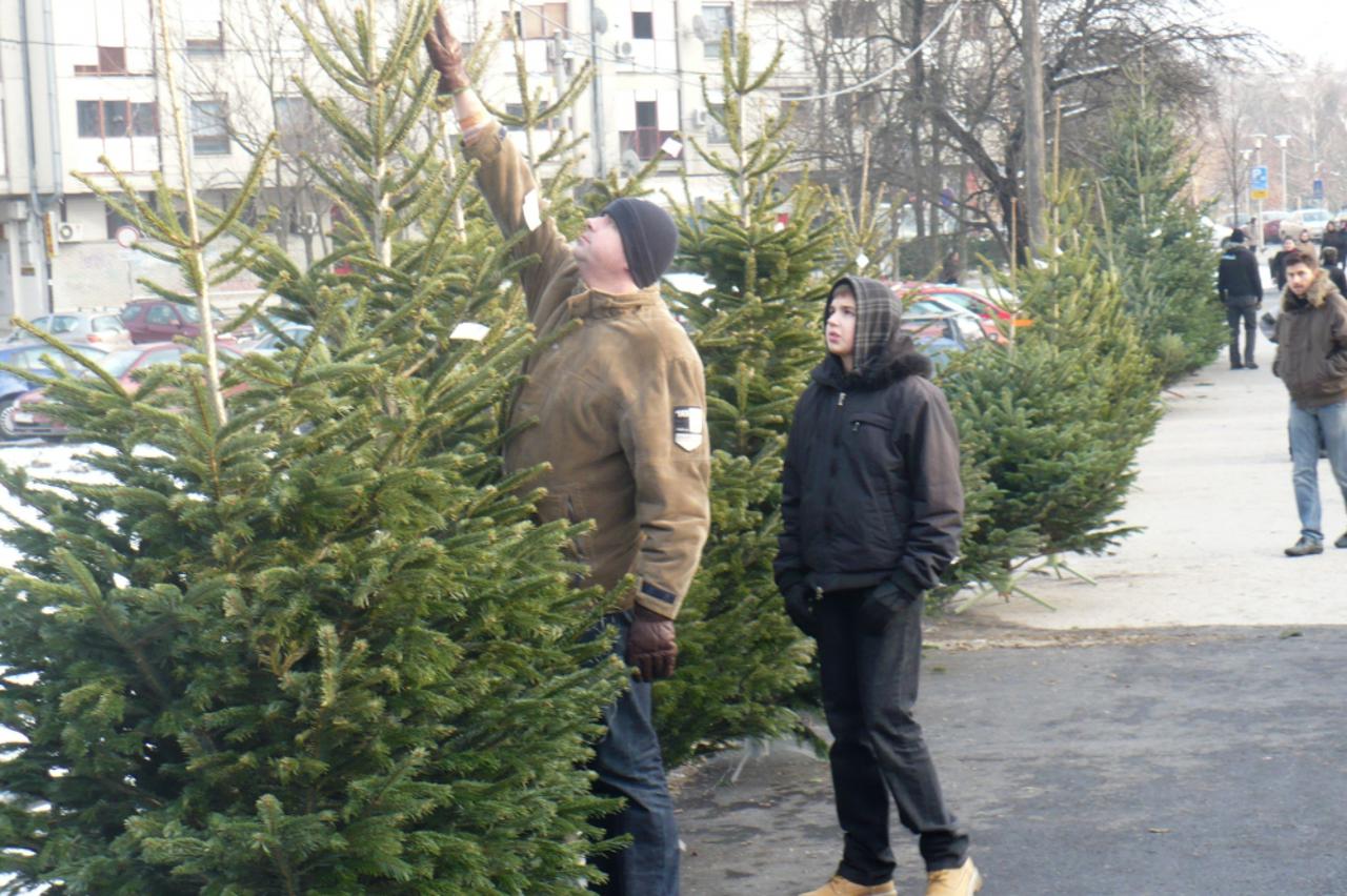 borovi