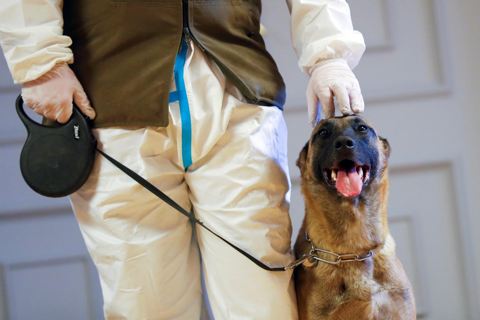The outbreak of the coronavirus disease (COVID-19), in Vienna Fantasy, a sniffer dog trained to detect the coronavirus disease (COVID-19), sits next to a trainer during a news conference in Vienna, Austria December 14, 2020. REUTERS/Leonhard Foeger LEONHARD FOEGER
