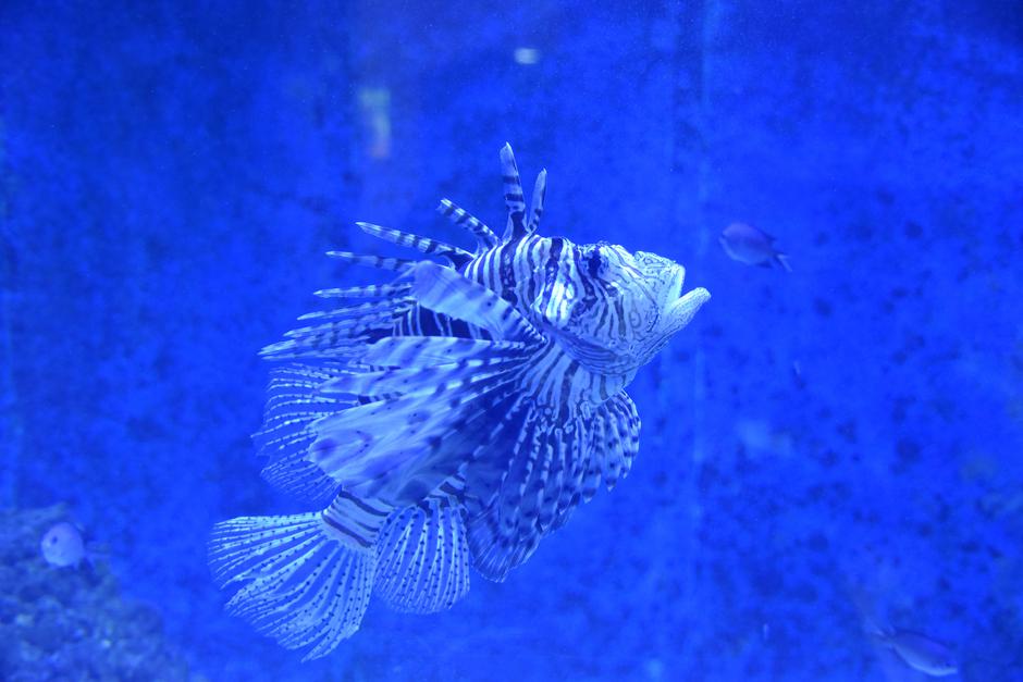 Aquarium u Puli