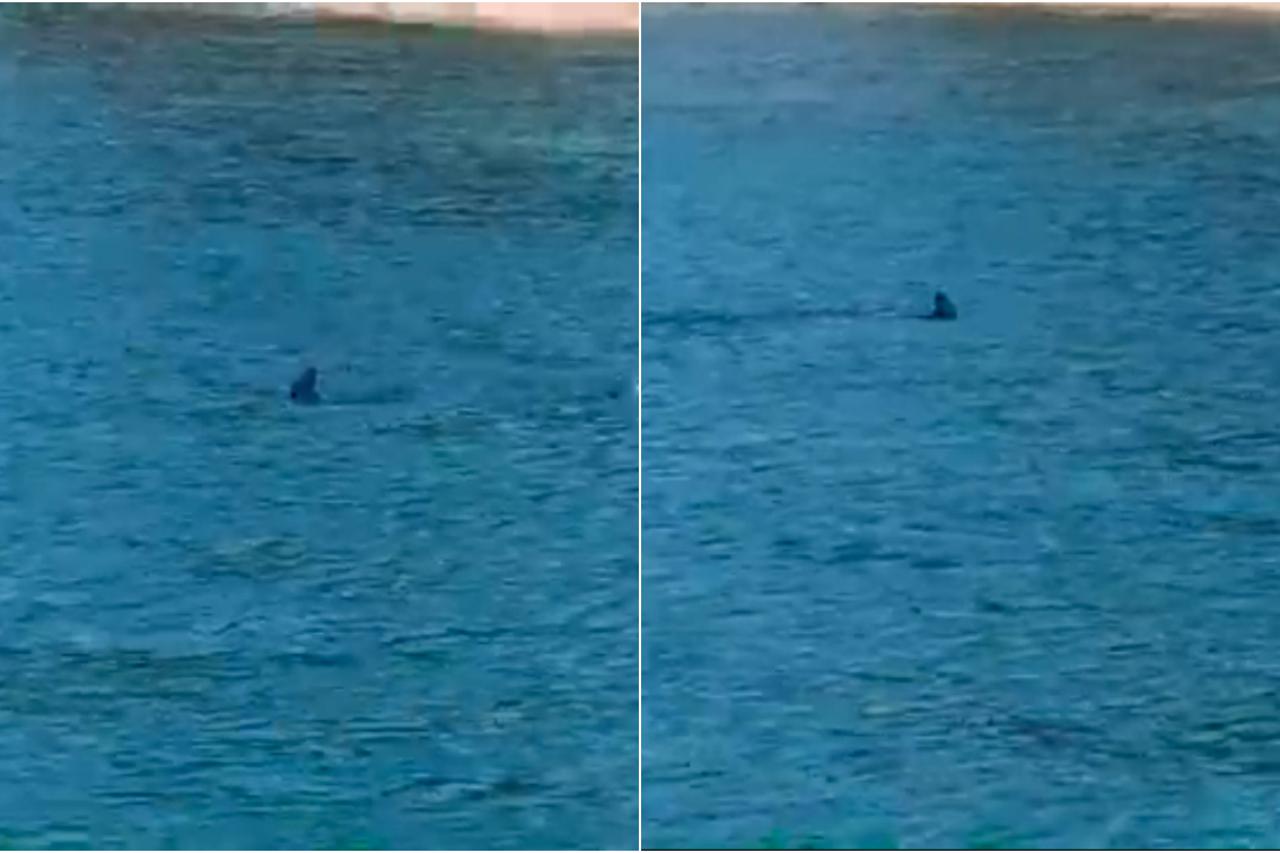 Morski pas u dubrovačkom akvatoriju