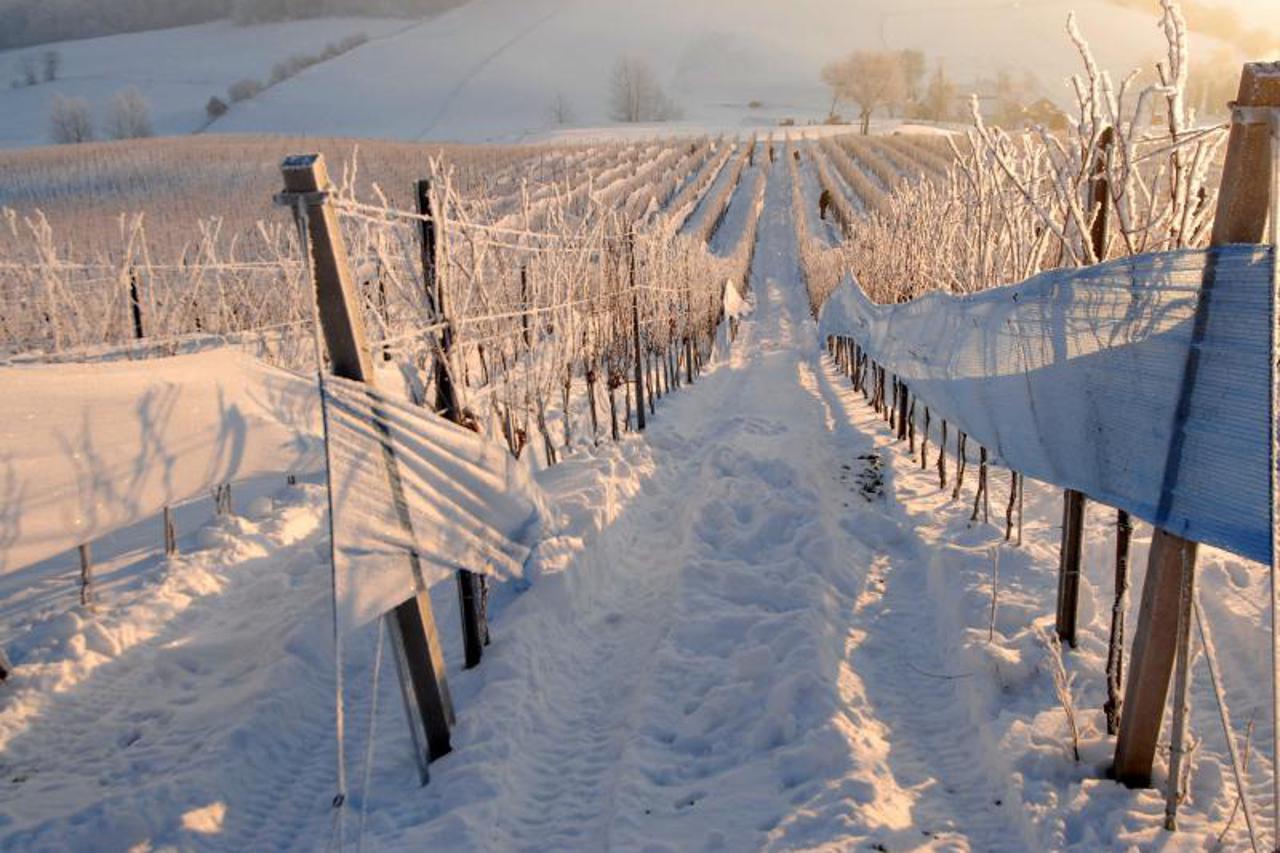 berba,vinograd,grozde