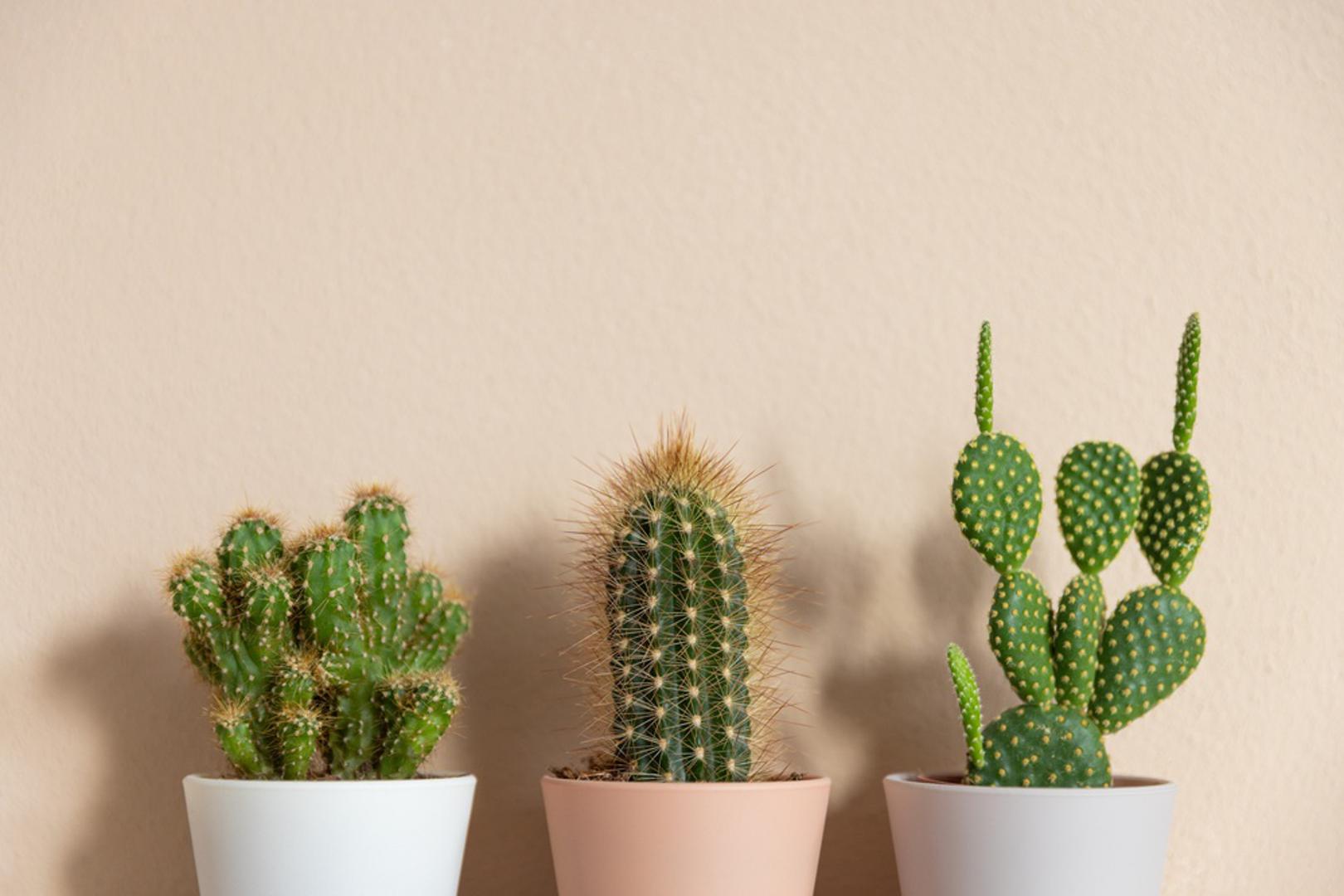 Kaktusi: Loša vijest za ljubitelje biljaka: feng shui često tvrdi da bodljikave biljke privlače napetost i 'oštru' energiju. Kaktusi i slične biljke navodno mogu potaknuti svađe ili hladniju atmosferu u odnosima. Iznimka se ponekad čini za ruže jer se vjeruje da njihova ljepota nadjačava trnje.