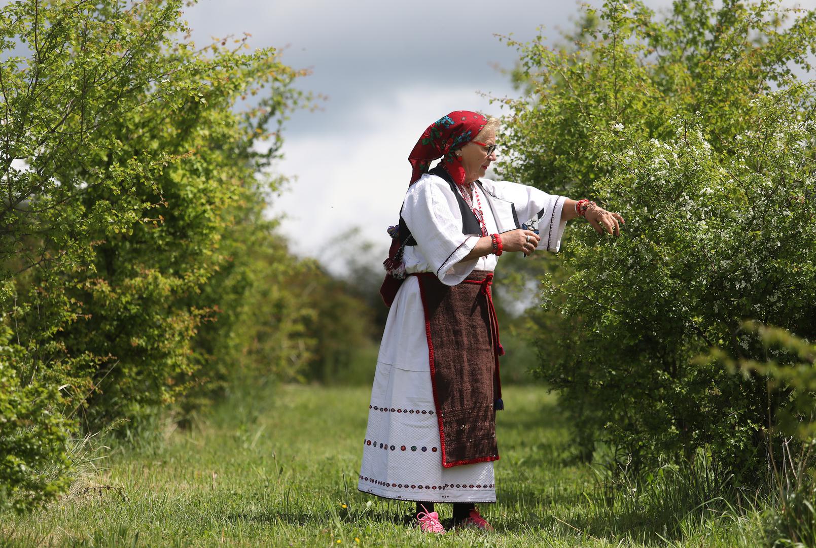 02.05.2020. Kutjevo- Na OPG-u Predraga Livaka kraj Kutjeva organizirana je berba gloga, najljekovitije biljke na svijetu. U berbi su osim Predraga Livaka ucestvovali i clanovi KUD-a Rama iz Pleternice.
Photo: Boris Scitar/Vecernji list/PIXSELL
