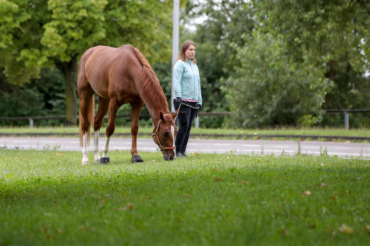 Zagreb: Odvela je konja na šetnju uz jezero Jarun